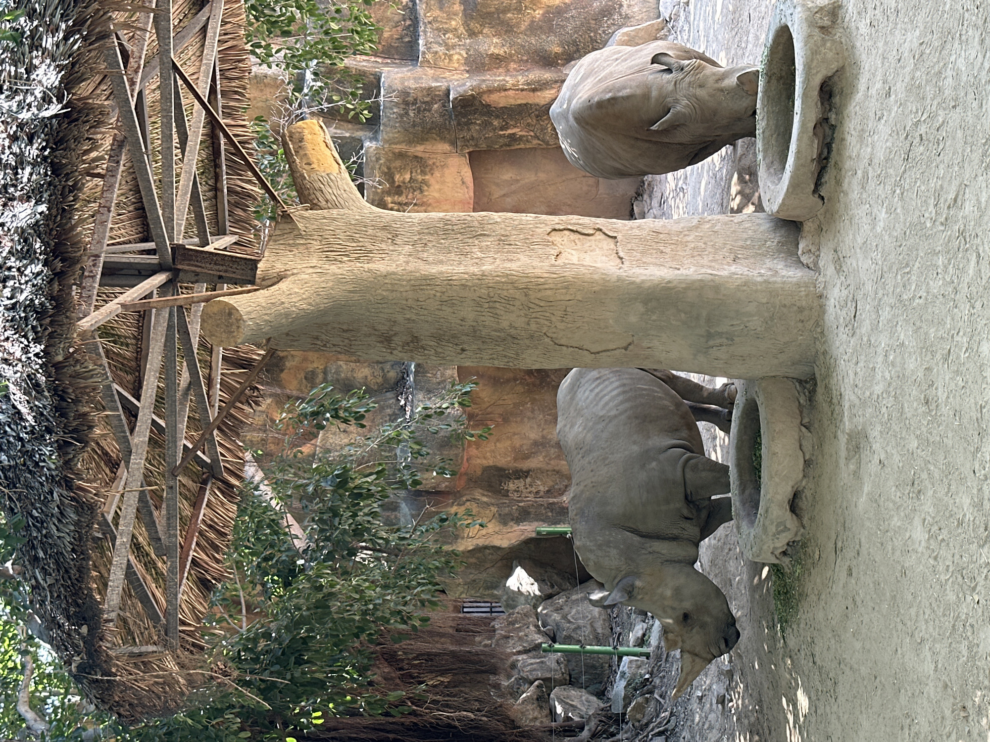 The image shows two rhinoceroses, one drinking from a stone trough and the other standing behind it. They are in an enclosure with a rock wall in the background. There is a thatched roof structure on the left side of the image. The location is in the city of Unknown, Unknown.
