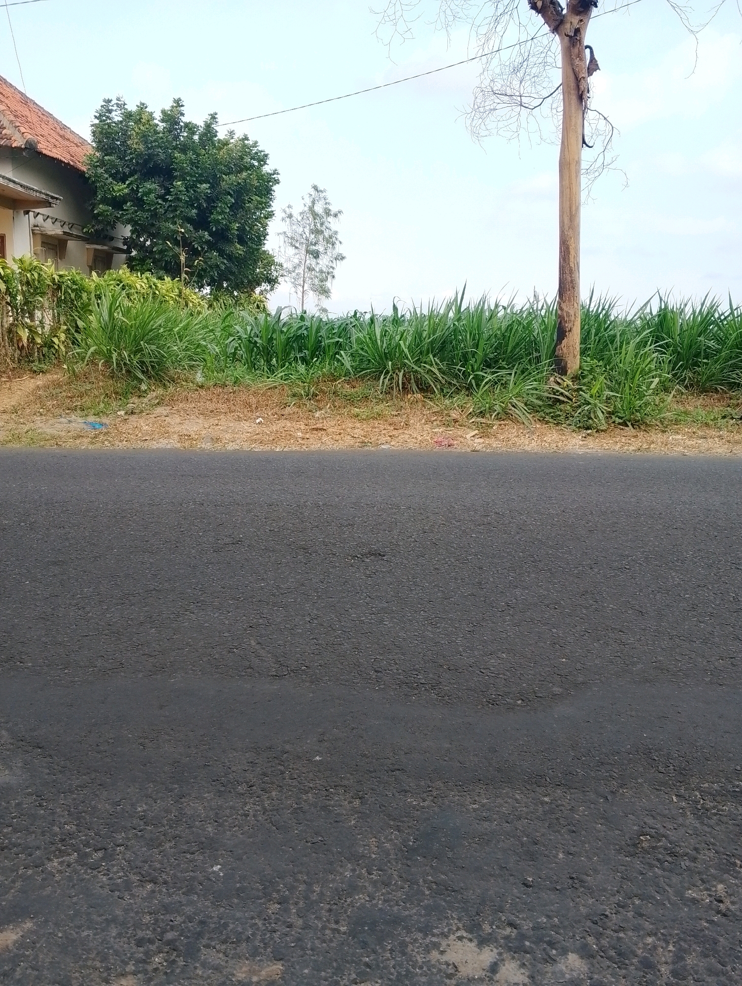 An eye-level, full shot shows a roadside scene in Papungan, Indonesia, under a clear sky. In the foreground, a dark asphalt road occupies the lower half of the image. Behind the road, a strip of dry, sandy soil is visible, topped by a dense growth of tall, green grass. A single, bare tree trunk with visible cracks and peeling bark stands prominently in the middle ground, its leafless branches reaching towards the sky. To the left, a portion of a building with a reddish-tiled roof and white walls is partially obscured by lush green foliage. The overall impression is one of a rural or semi-rural environment.