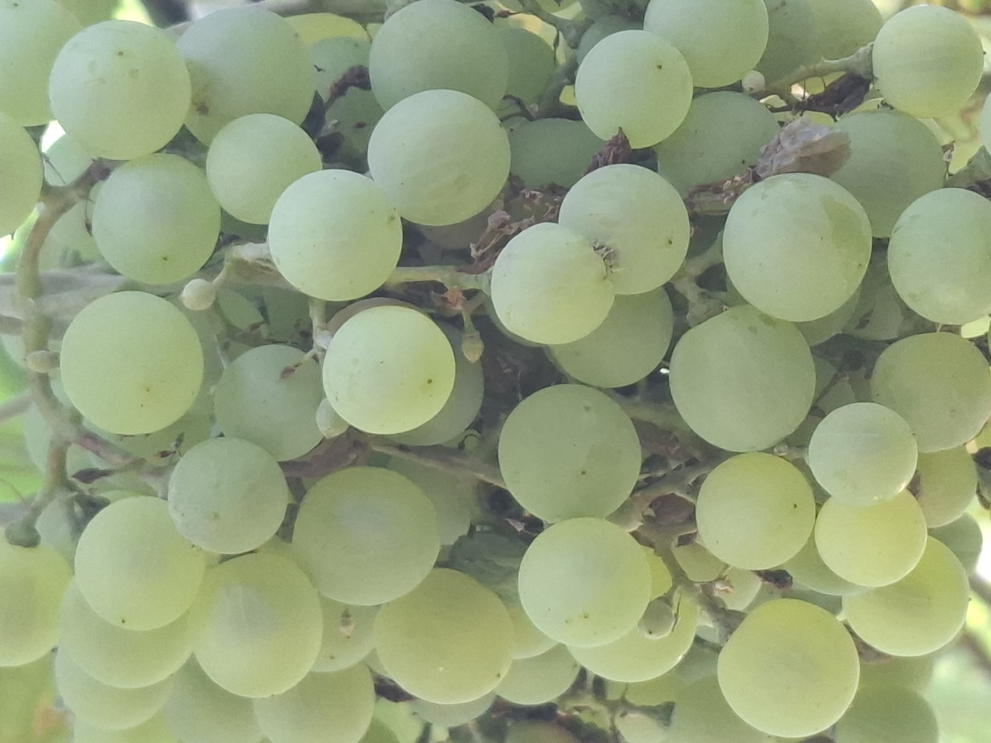 A close-up, vertical shot captures a cluster of ripe, pale green grapes hanging from a vine. The grapes are plump and round, with a smooth, waxy surface that reflects the ambient light. Some grapes are tightly packed together, while others are more spread out, revealing the brown, woody stems that connect them. The background is a soft blur of green foliage and hints of brown stems, suggesting an outdoor, natural setting. There is no indication of human presence or any urban elements; the image is purely focused on the fruit.