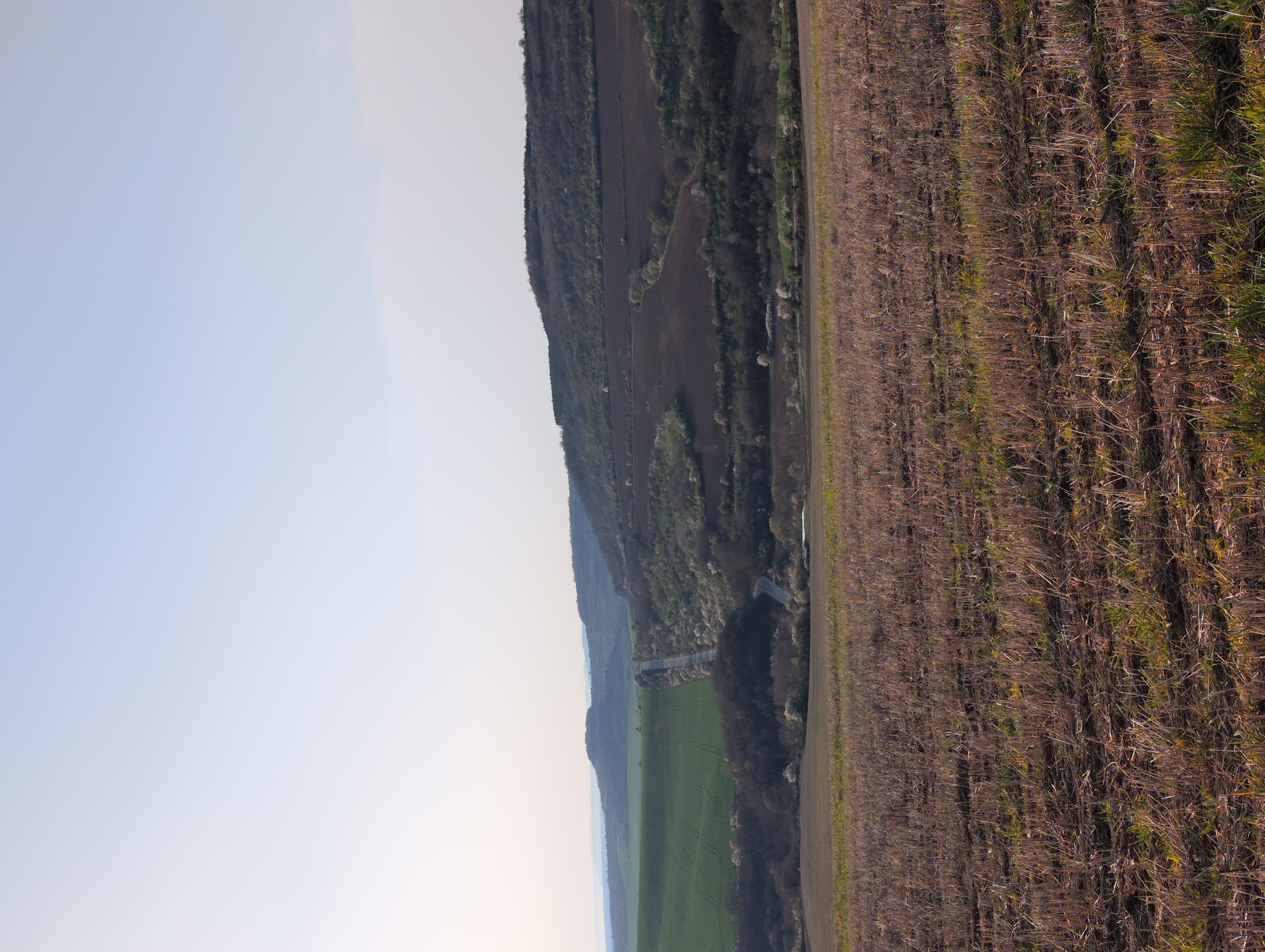 The image depicts a landscape in the vicinity of Sadina, Bulgaria. A recently harvested field occupies the foreground. The field is characterized by stubble and sparse patches of green vegetation. Adjacent to the field is a dense, tree-lined ridge, with sections of green field visible through the trees, suggesting variations in foliage and terrain. A bridge structure can be seen spanning a gap in the wooded area. The sky is a clear, pale blue.