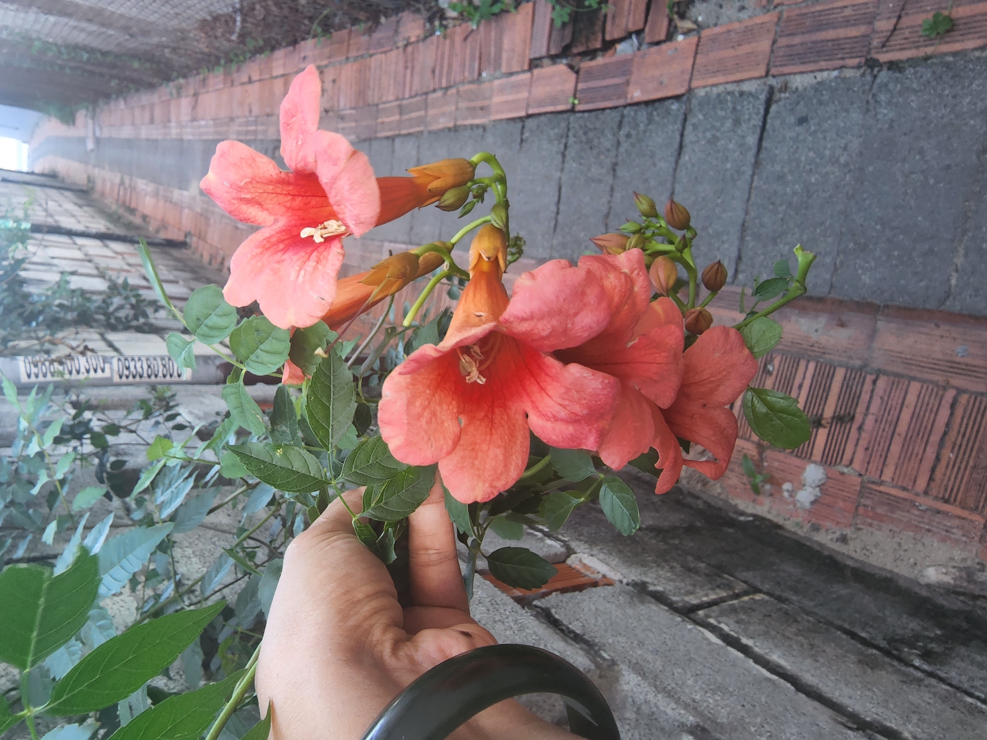A hand wearing a dark green bracelet is holding a vine with orange-pink trumpet-shaped flowers and green leaves. The vine is positioned in the foreground, with the flowers obscuring part of the hand. The background shows a narrow alleyway with brick paving on the right side and a weathered grey wall on the left. There is a white sign with black text attached to the wall. The alleyway recedes into the distance, suggesting an outdoor urban environment. The scene is captured in daylight.