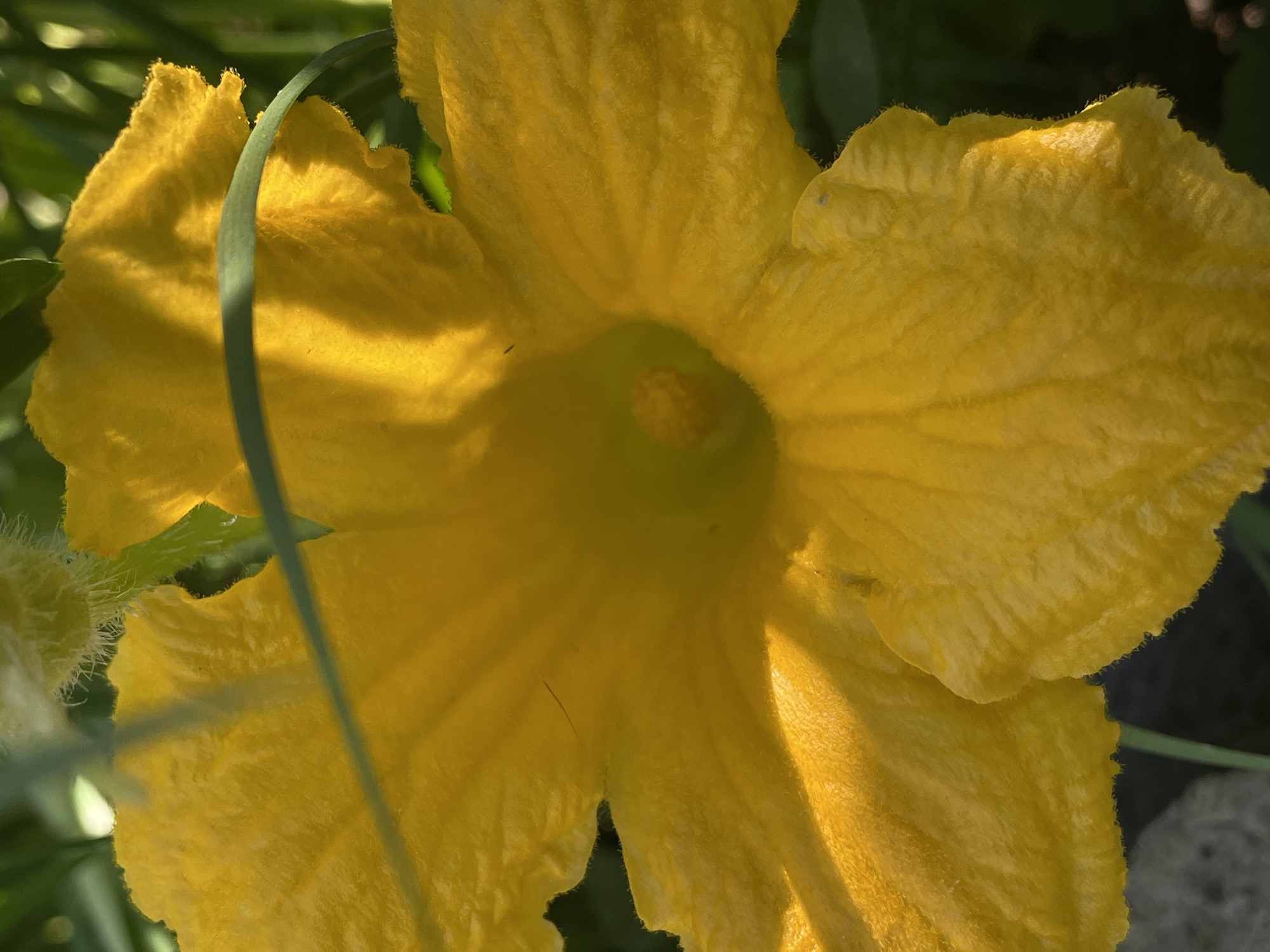 A close-up, low-angle shot captures the vibrant yellow petals of a squash blossom. The flower's center is a softer yellow, revealing fuzzy details. A thin green stem or leaf curves across the petals, casting a shadow. The background consists of blurred green foliage, suggesting an outdoor garden setting. A small portion of a gray, textured surface, possibly a stone or concrete edge, is visible in the lower left corner. The image is well-lit, with sunlight highlighting the textures of the petals. The scene is devoid of human presence or activity. The location is unknown.