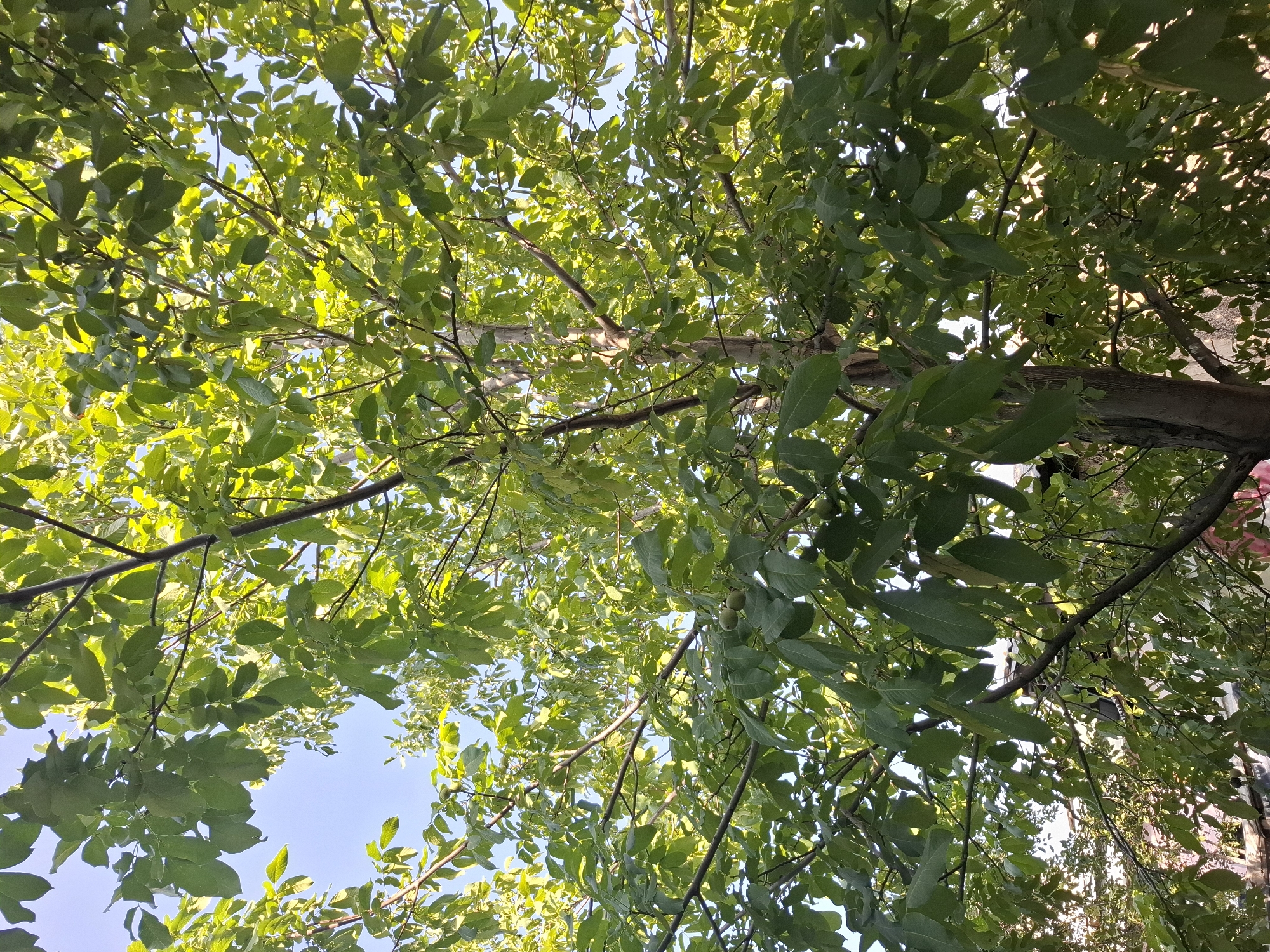 An upward-facing shot captures the dense green foliage of a large tree, likely a walnut tree, with its branches and leaves filling most of the frame against a clear blue sky. Sunlight filters through the leaves, creating a dappled effect and highlighting the vibrant green color. Several small, green walnuts are visible amongst the leaves. The trunk of the tree, with its textured bark, is partially visible on the right side. In the lower portion of the image, a hint of a building or structure with a tiled roof is visible, suggesting an urban or semi-urban setting. The scene is consistent with a backyard or park area within the city of Almaty, Kazakhstan, where such trees are common. No people are present in the image.