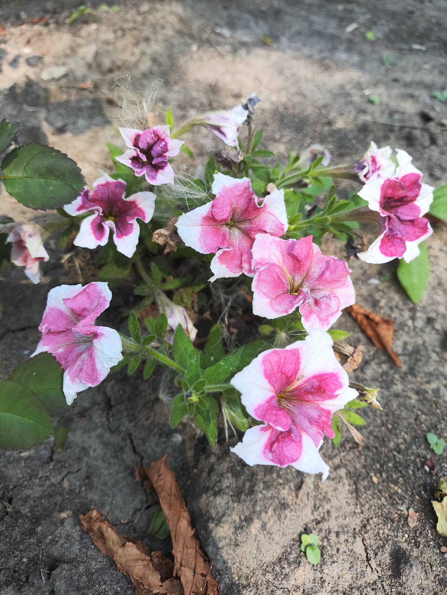 A close-up, top-down shot captures a cluster of petunia flowers with vibrant pink and white petals against a textured, dry, grey-brown, cracked ground surface. The flowers, some in full bloom and others partially open, exhibit delicate veining on their petals and a fuzzy green stem. Several dried brown leaves are scattered across the ground, suggesting an outdoor setting in autumn. Fine, wispy strands, possibly from dandelion seeds or plant fibers, are visible near some of the flowers. The scene appears to be located in Kharkiv, Ukraine, possibly in a garden or public space.