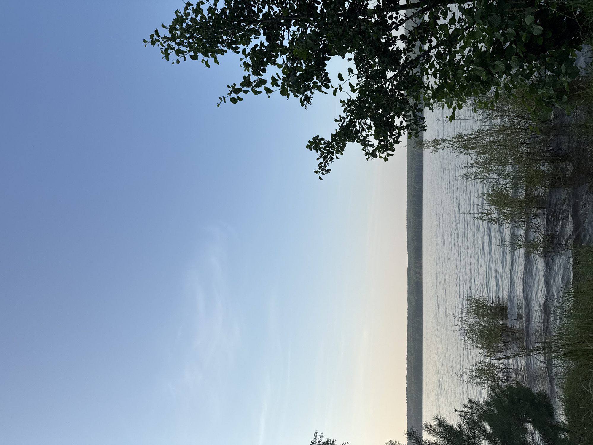 An outdoor, vertical, eye-level shot captures a calm lake under a soft blue sky at what appears to be dusk or dawn. The water surface is smooth with slight ripples, reflecting the light of the sky. On the left side of the frame, a dark green pine tree branch is visible in the foreground, partially obscuring the water. In the center and right foreground, tall reeds and grasses grow out of the water, their stems submerged. On the far right, the dark green leaves and branches of a deciduous tree fill a significant portion of the frame. In the background, a dense, dark green forest lines the horizon, separated from the lake by a thin strip of light-colored sky that transitions to a pale yellow hue. The overall atmosphere is tranquil and serene.