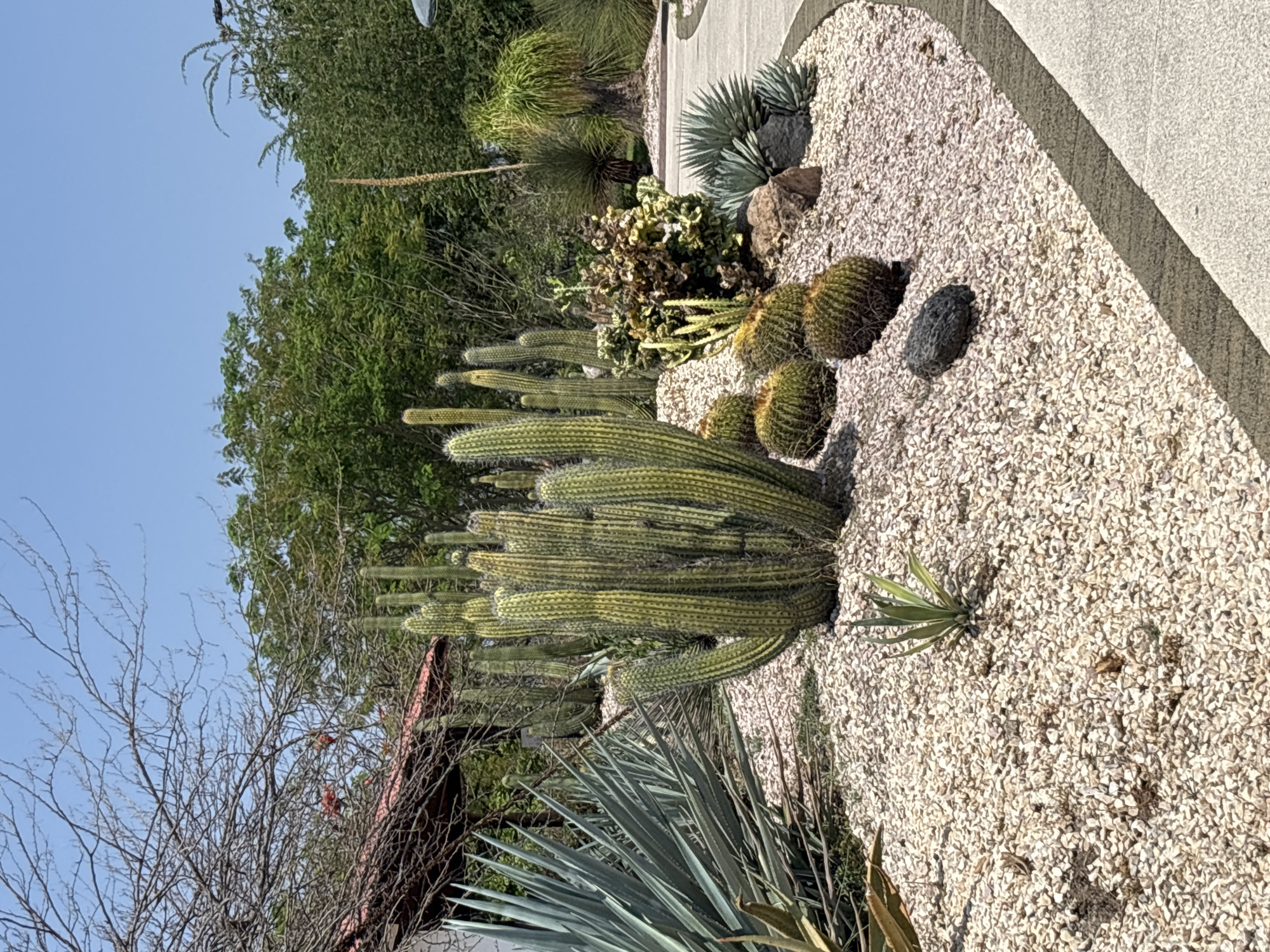 The image depicts a desert landscape in Tehuixtla, Mexico. In the foreground, a variety of cacti and agave plants are set amidst a bed of white gravel. Several barrel cacti are visible, along with tall columnar cacti with fuzzy tips. Beyond the cacti, trees and a clear blue sky fill the upper portion of the image. A concrete pathway or border runs along the edge of the gravel bed.
