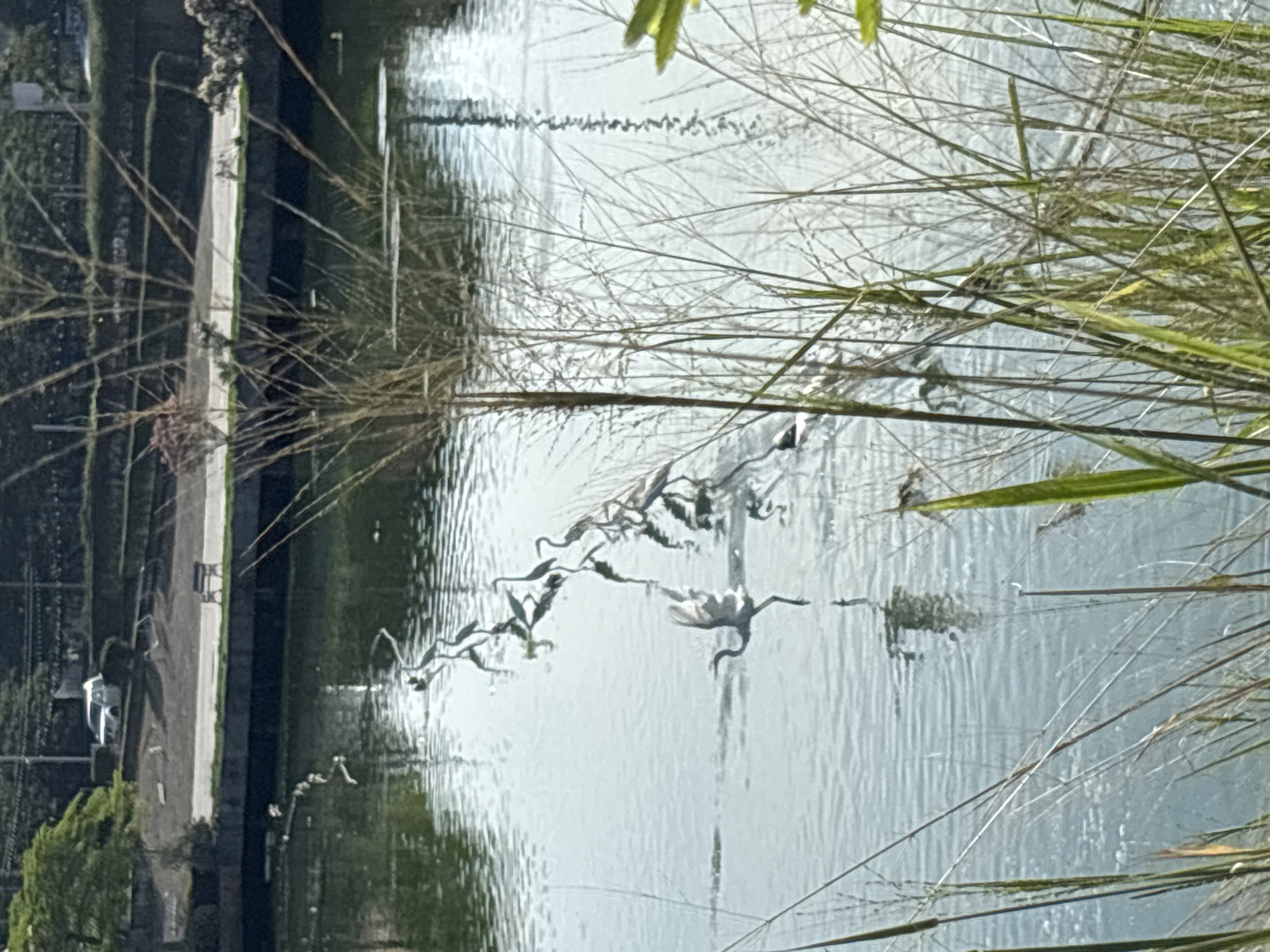 This image shows a body of water, likely a lake or pond, with tall grasses and vegetation in the foreground. Several white birds are reflected in the water, seemingly flying or landing on the surface. On the left, a paved road or walkway is visible alongside a green area with trees and possibly a parked vehicle. The overall environment appears to be a park or natural area within an urban setting, although the exact location within Baan Chaweng, Thailand, is not explicitly depicted.