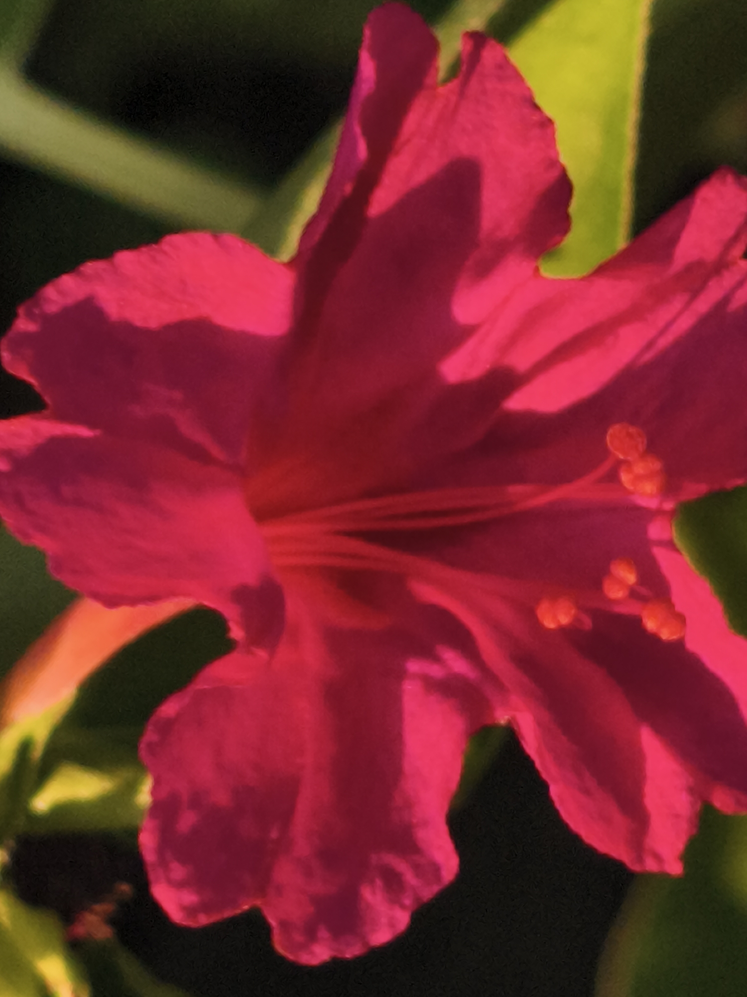 The image shows a close-up, macro photograph of a vibrant pink flower with delicate, ruffled petals. The flower's center is a darker shade of pink and features several small, orange stamen. The background is a blur of dark green and yellow-green, suggesting foliage or other plants. The lighting highlights the texture and translucency of the petals, creating shadows and bright spots. This image was taken in Asan-si, South Korea.