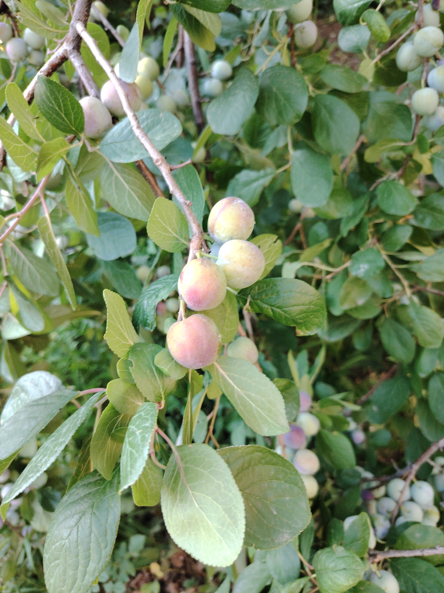 The image shows a close-up view of a tree branch laden with small, round fruits and green leaves. The fruits vary in color, with some appearing pale green and others showing hints of pink and purple, suggesting they are plums or similar stone fruit. The leaves are oval-shaped with serrated edges and are a vibrant green. The background is a blur of more foliage and branches, indicating a natural, outdoor setting. The lighting suggests it is daytime. There are no people or animals visible in the image. The scene appears to be from a garden or orchard, potentially in Astana, Kazakhstan, given the context provided, though there are no specific landmarks to confirm this location.