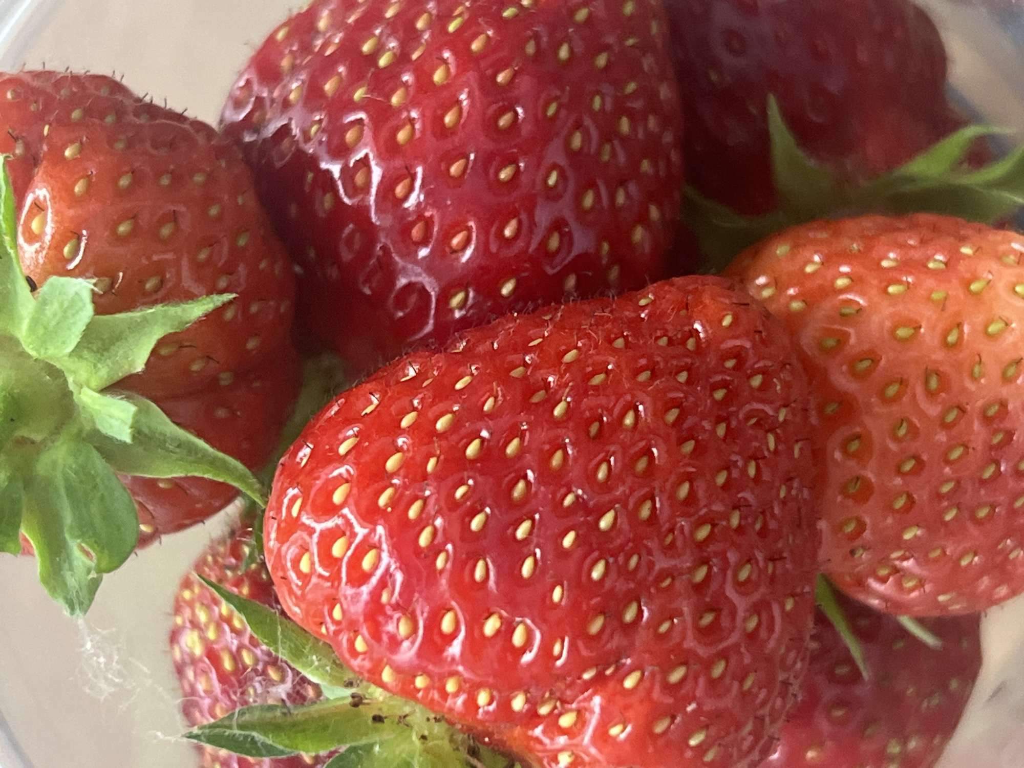 A close-up, overhead shot shows a cluster of ripe strawberries. The strawberries are a vibrant red with many small yellow seeds visible on their surfaces. Some strawberries have green stems and leaves attached. The lighting suggests this image was taken indoors, possibly in natural light from a window, as there are highlights on the glossy surfaces of the berries. The context suggests this image may have been taken in Votkinsk, Russia, though no specific location cues are evident within the image itself. There are no people or any activity depicted, only the still life arrangement of the fruit. The overall impression is one of freshness and natural beauty.