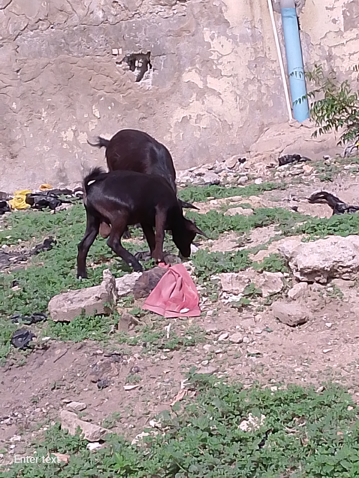 The image depicts two black goats grazing in an area in Adankolo, Nigeria. The environment appears to be an untidy lot with scattered rocks, low green vegetation, and various pieces of discarded debris. A large stone wall is in the background. A light blue pipe runs vertically down the wall. The goats are positioned near a pink cloth.