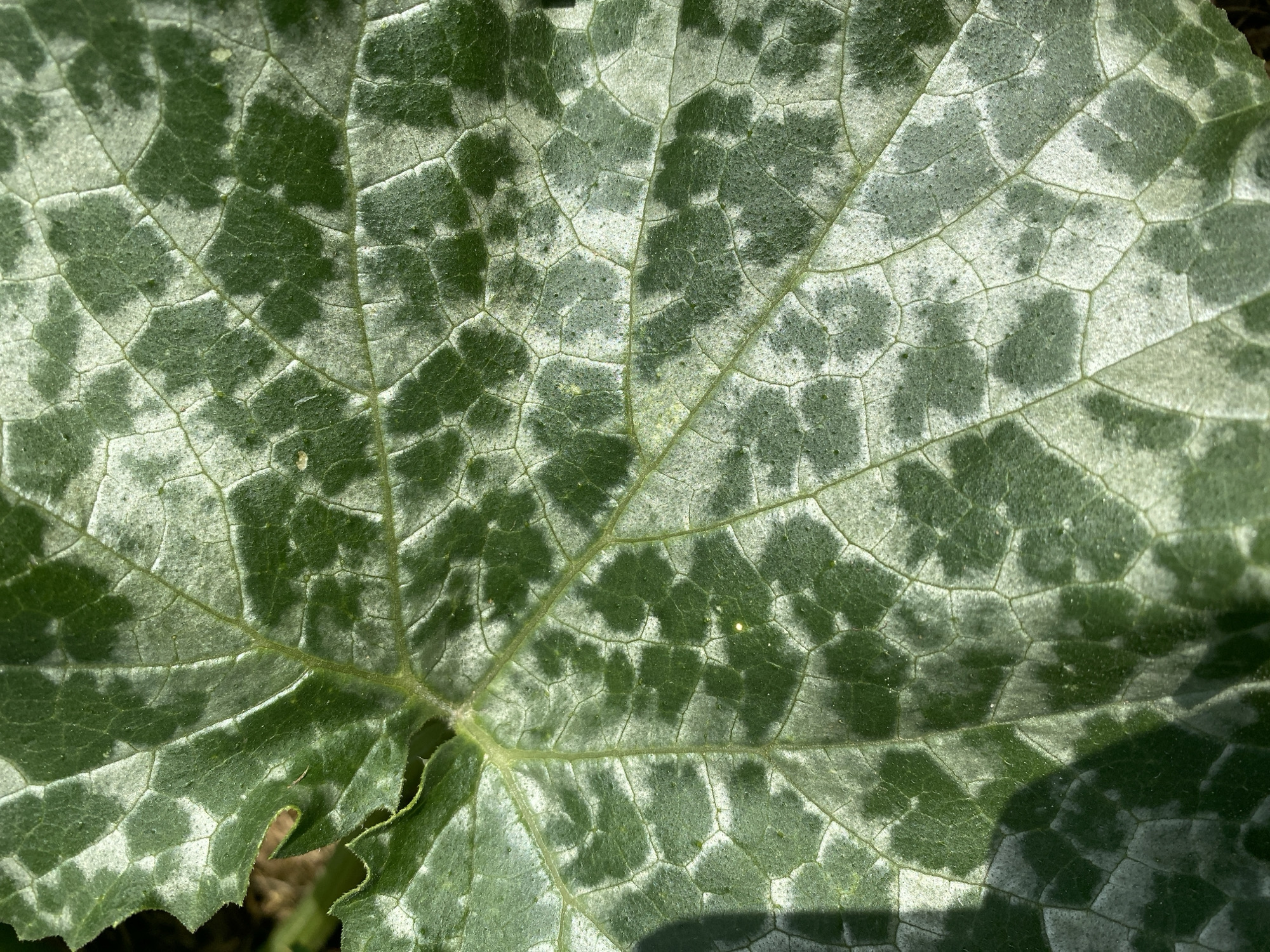 A close-up, overhead shot captures a portion of a large, green leaf with an irregular, wavy edge visible on the left side. The leaf surface is textured with a network of prominent veins creating polygonal shapes. Patches of white, powdery residue, or possibly a fungal growth, are scattered across the leaf, creating a mottled appearance. The color of the leaf ranges from a deep, dark green in some areas to a lighter, almost silvery green where the white residue is present. The lighting suggests the sun is casting shadows, with a dark shadow partially obscuring the lower right portion of the leaf. The background is out of focus, showing a dark, earthy-toned blur that hints at soil or foliage.