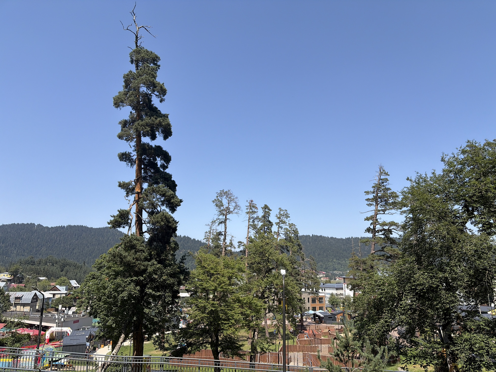 The image depicts a daytime outdoor scene in Bakuriani, Georgia, characterized by a clear blue sky and lush greenery. In the foreground, a tall, slender pine tree with a bare, dead top stands prominently on the left side. To its right, a cluster of mature trees with dense foliage obscures a portion of the middle ground.
The middle ground reveals a town or resort area with various buildings, some featuring multi-colored roofs. A playground or park area with wooden structures and colorful elements is visible, suggesting recreational activities. A street or pathway with a few individuals walking is also present. A "FINISH" banner is visible on an inflatable archway.
In the background, rolling hills covered in dense pine forests form a dramatic natural backdrop. The architecture of the buildings suggests a European or mountainous region. The overall impression is one of a peaceful, sun-drenched day in a natural setting integrated with urban development.