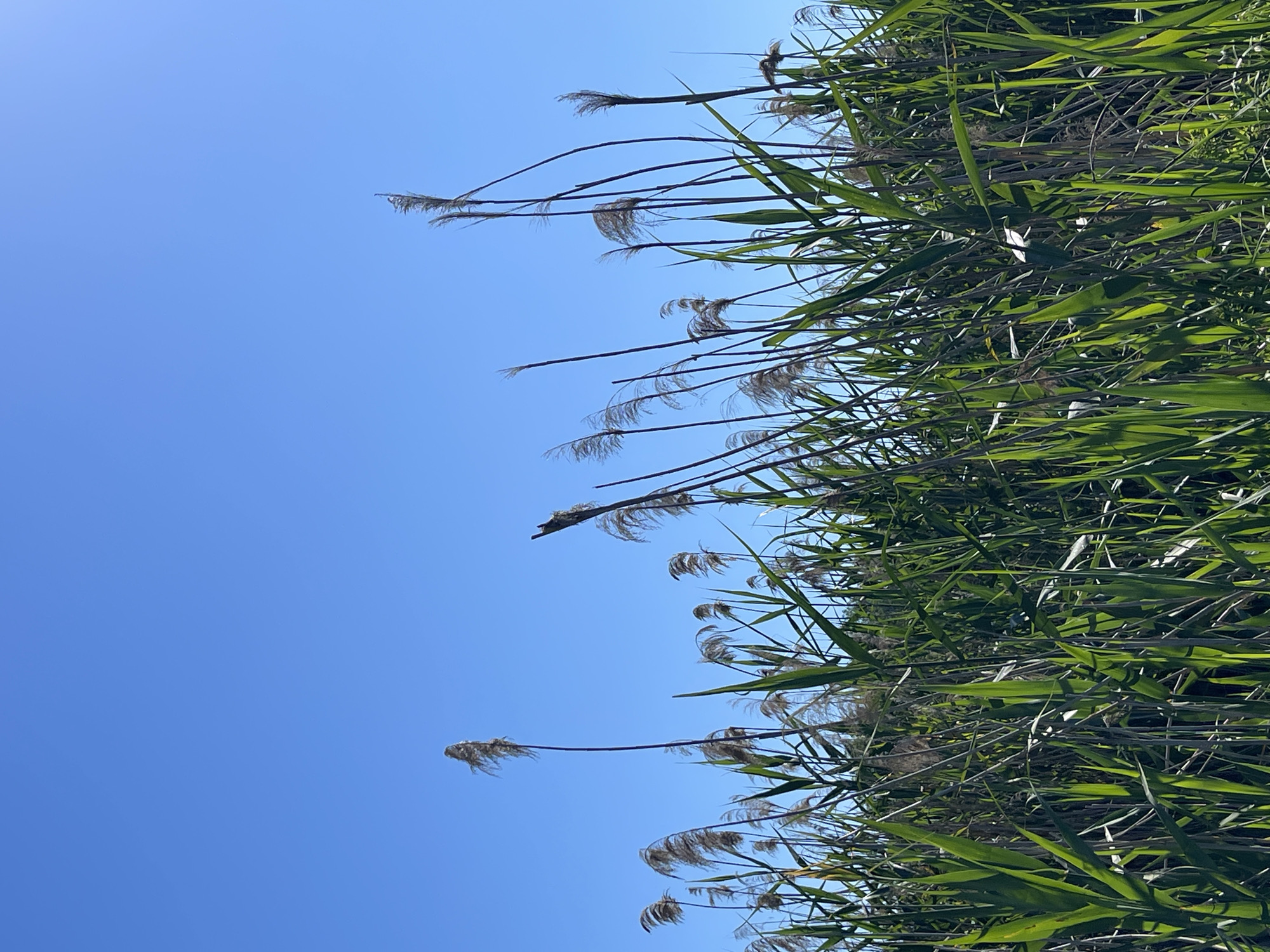 A low-angle, full-frame shot captures a dense field of green reeds reaching towards a clear, bright blue sky. The reeds are predominantly green, with some dry, brown stalks interspersed throughout. The fluffy seed heads of some of the reeds are visible, reaching above the green foliage. The scene is set in a natural outdoor environment, likely a marsh or wetland, given the dense growth of reeds. The image does not contain any people, animals, or man-made structures. The lighting suggests it is daytime, with the sun casting shadows and highlighting the textures of the reeds. The location is specified as Donskoye, Russia.