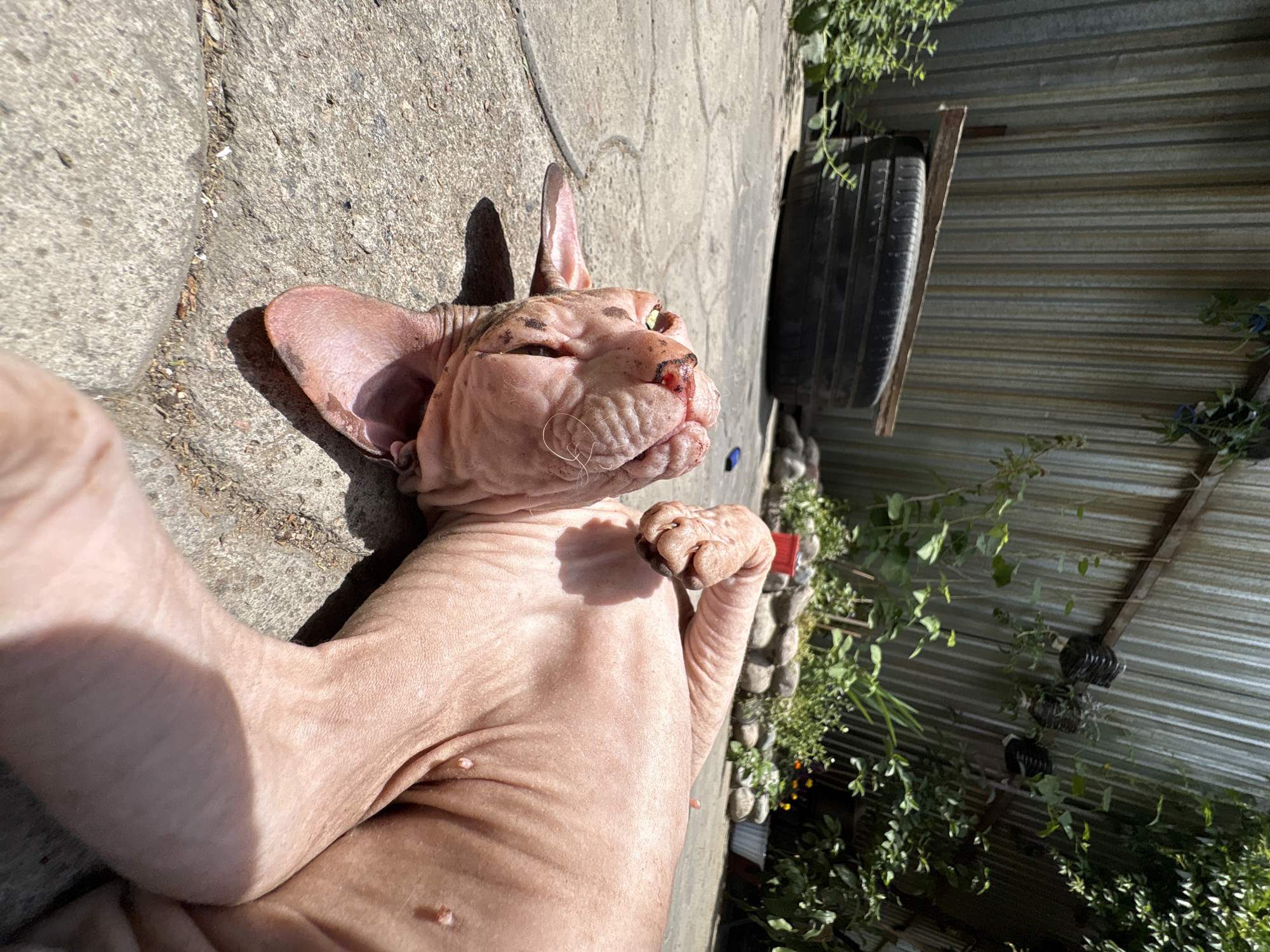 An indoor/outdoor Sphynx cat is lying on its back on a concrete patio in Almaty, Kazakhstan. The cat is pink with dark spots and has a cut on its nose. The patio is surrounded by a metal fence and greenery. In the background, there is a stack of tires. The scene appears to be a backyard or an outdoor enclosure.