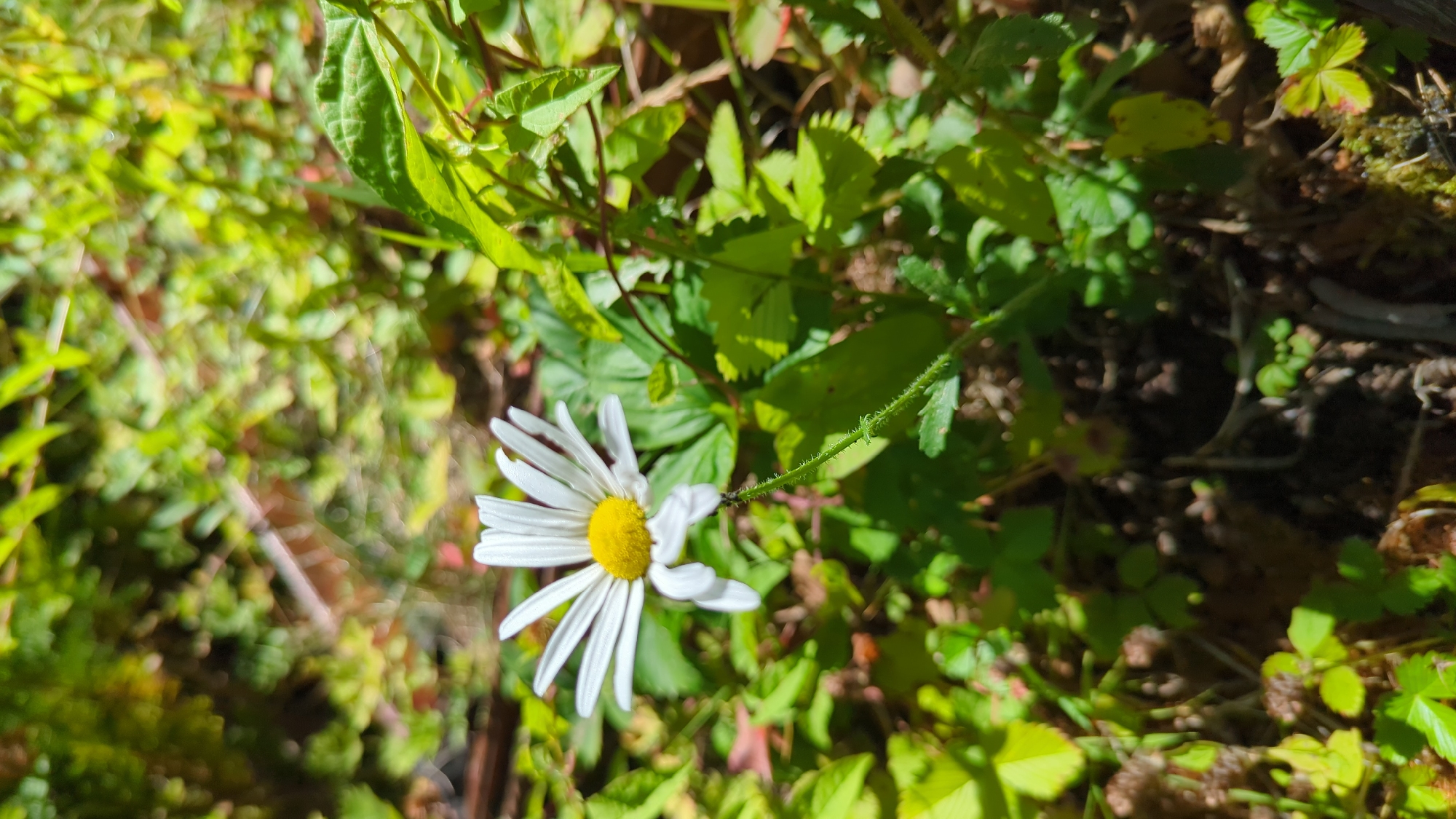 A single white daisy with a yellow center is in full bloom, its petals spread outwards. The flower is positioned slightly to the left of the frame and is set against a backdrop of lush green foliage. The leaves of the surrounding plants are vibrant and varied in shape, some broad and others more delicate. The ground beneath is a mix of dark soil, moss, and scattered dry leaves or twigs, suggesting a natural, outdoor setting. Sunlight filters through the leaves, creating dappled light and shadows across the scene. The overall impression is one of a peaceful, sunlit moment in a garden or natural woodland area. The image does not contain any people.