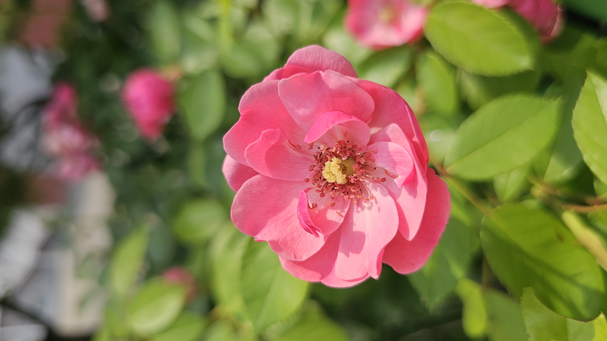 This is a close-up, vertical, eye-level photograph of a single, bright pink rose in full bloom. The rose is the primary subject, positioned slightly to the left of the center. Its petals are unfurling, revealing a cluster of yellow stamens in the center, surrounded by smaller, reddish-pink stamen filaments. The background is a soft blur of green leaves and out-of-focus pink blossoms, suggesting a garden setting. The lighting is bright, with sunlight illuminating the rose and casting shadows on its petals. The overall impression is one of natural beauty and vibrant color. The image appears to have been taken outdoors, likely in a garden or park, under bright daylight conditions. The scene depicts a natural environment, free of human presence or urban structures, suggesting a tranquil and picturesque setting.