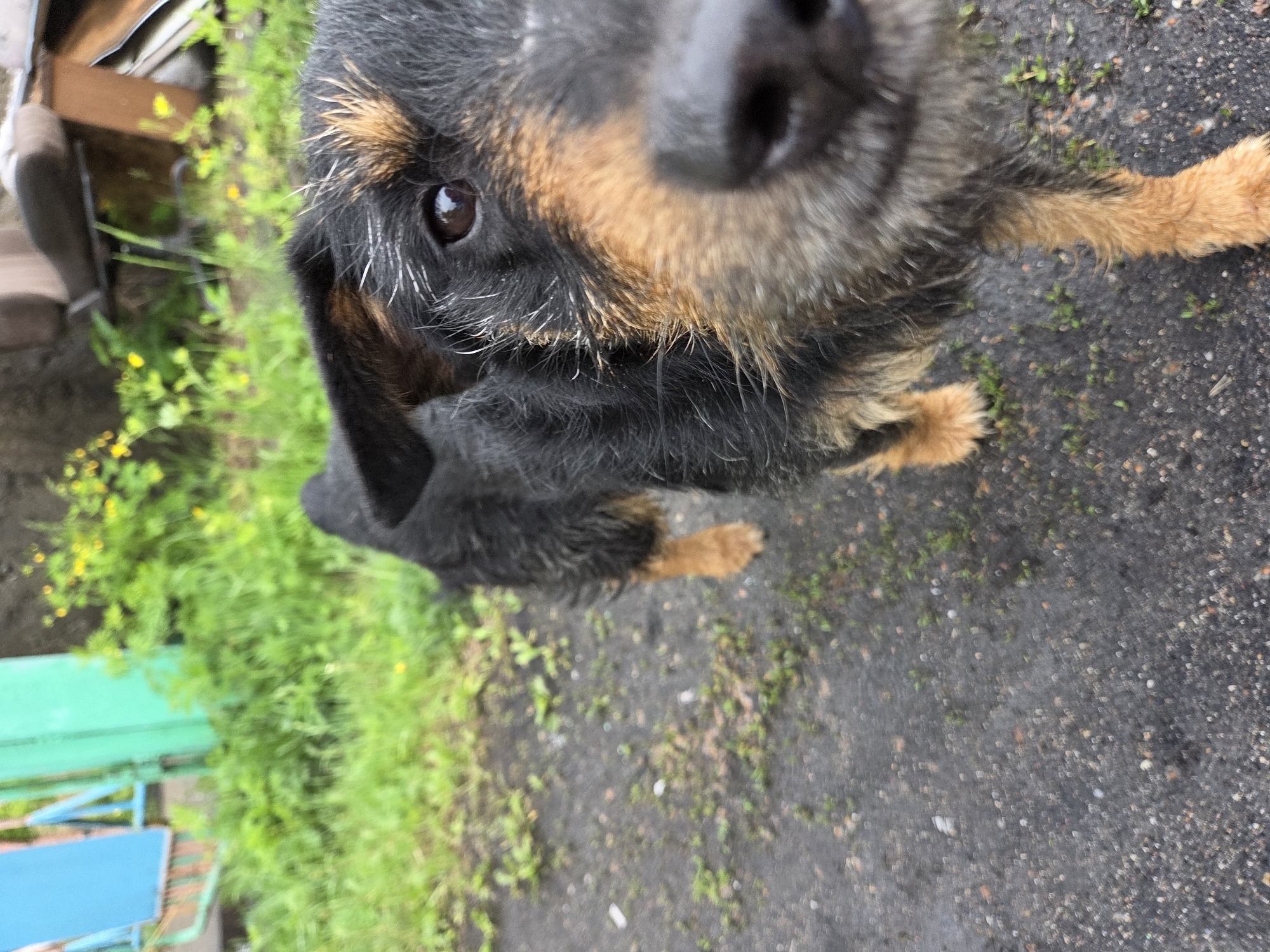 This image depicts a medium-sized dog with scruffy black and tan fur, standing outdoors in Pronkino, Russia. The dog's face occupies the foreground, with its nose and muzzle appearing out of focus due to proximity to the camera, while its right eye, showing a light reflection, is in sharp focus. White hairs are visible around the dog's eyes and muzzle. Its tan paws are visible on the dark, damp ground, which consists of small gravel and sparse green plant growth. The dog is looking directly towards the camera. In the blurred background, to the left, are elements of a blue and green metal fence or gate. To the right, green foliage with scattered small yellow flowers partially conceals a discarded chair with a light brown upholstered seat and a dark frame, alongside other indeterminate structures.
