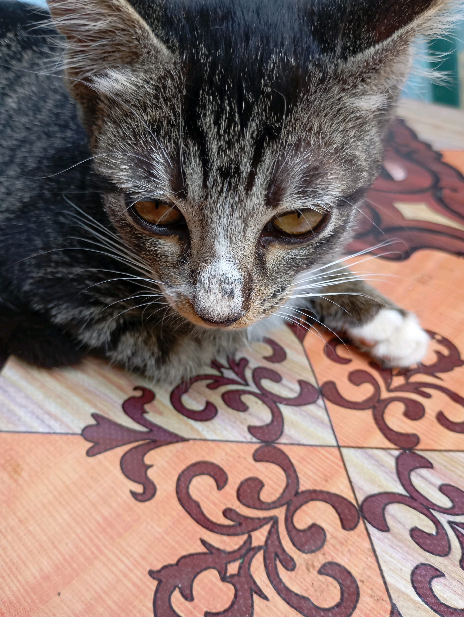 A close-up, eye-level shot focuses on the face of a young domestic shorthair cat. The cat has tabby markings in shades of gray and black, with prominent white whiskers. Its eyes are a yellowish-amber color, and it has a small white patch of fur on its nose. The cat appears to be lying down, with its head tilted downwards. It is situated on a patterned tile floor with an orange and brown floral design. The background is blurred, but suggests an indoor setting, possibly a home. The image was taken in Balikpapan, Indonesia.