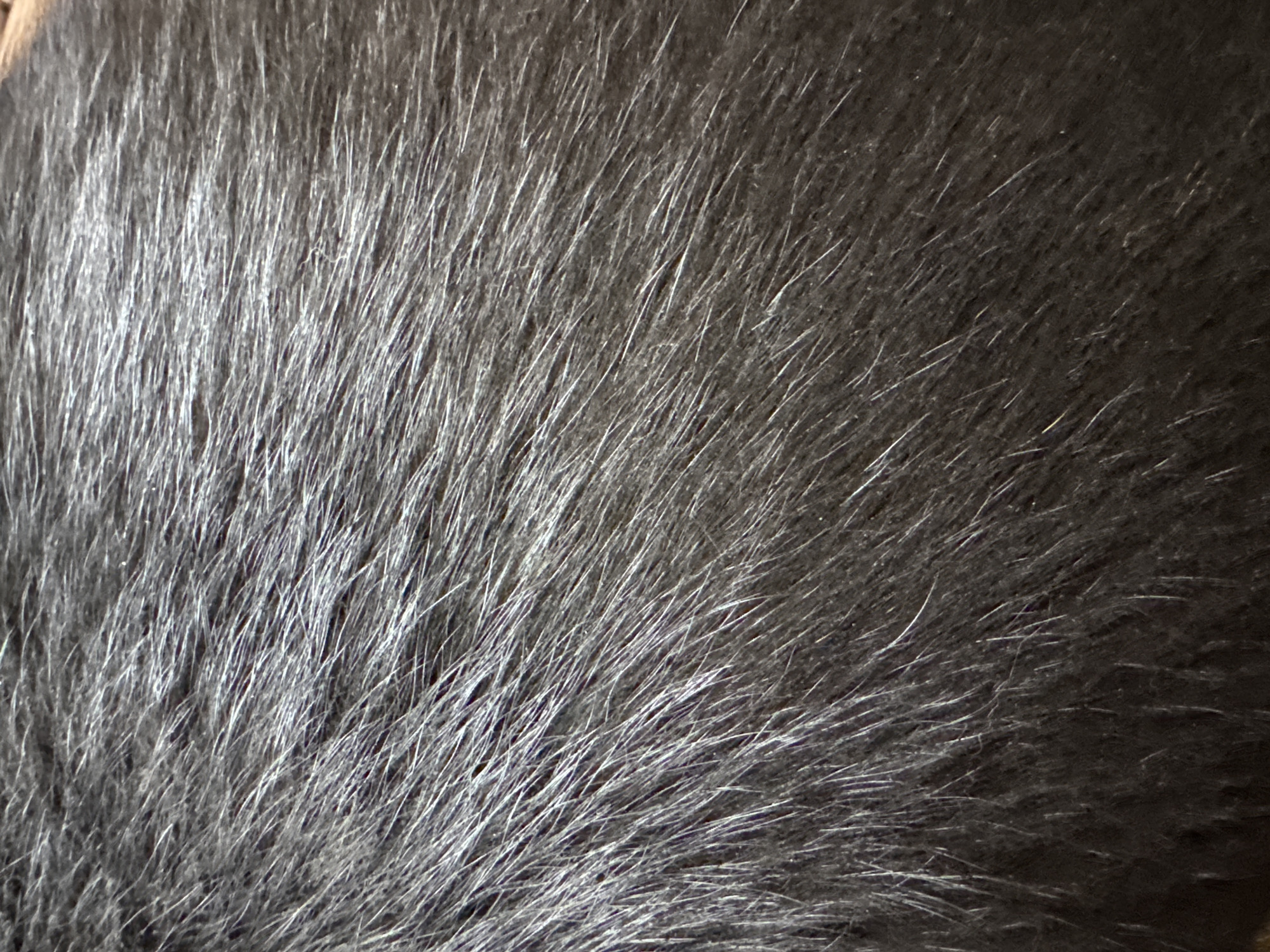 The image is a close-up, textured photograph of dark gray fur. The fur appears short and dense, with individual strands visible, some of which are lighter in color, creating a subtle shimmering effect. The lighting suggests a single light source, casting subtle shadows and highlighting the texture of the fur. There is no discernible context within the image regarding its location in Khliupino, Russia, or any surrounding environment, people, objects, or actions. The image focuses solely on the detail and texture of the fur.