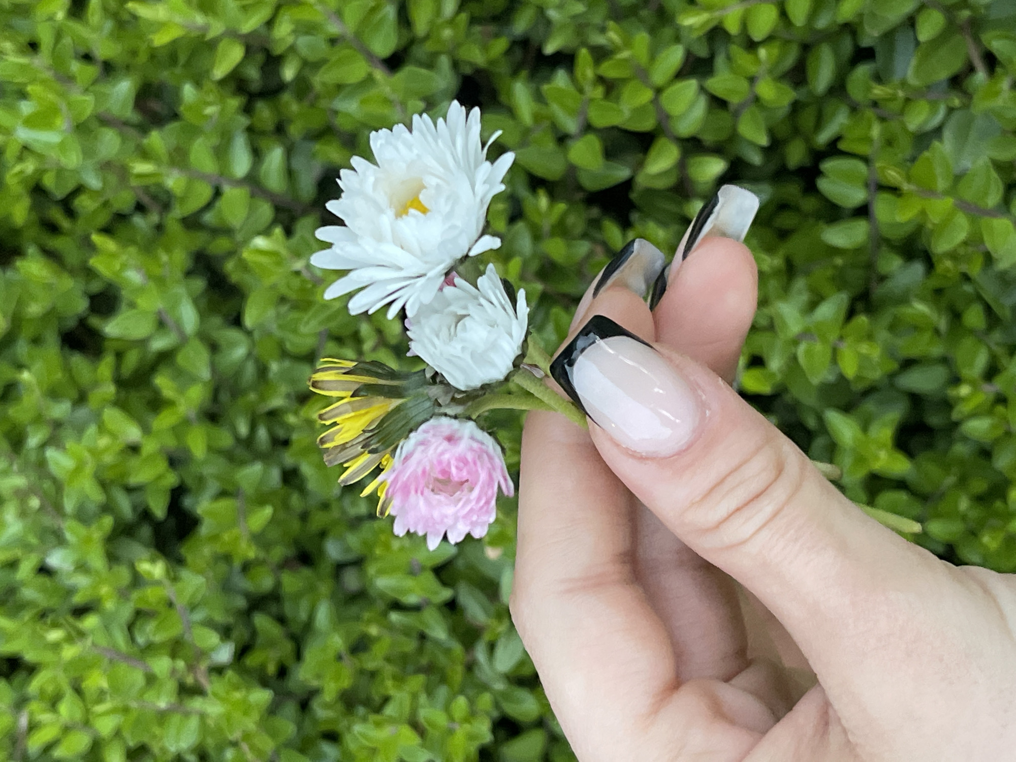 A person's hand holds a small bouquet of wildflowers. The bouquet includes a dandelion, a pink daisy, and two white daisies. The person has fingernails with a black and white design. The background is a green hedge. The location, Somovit, Bulgaria, is not ascertainable from the provided information.