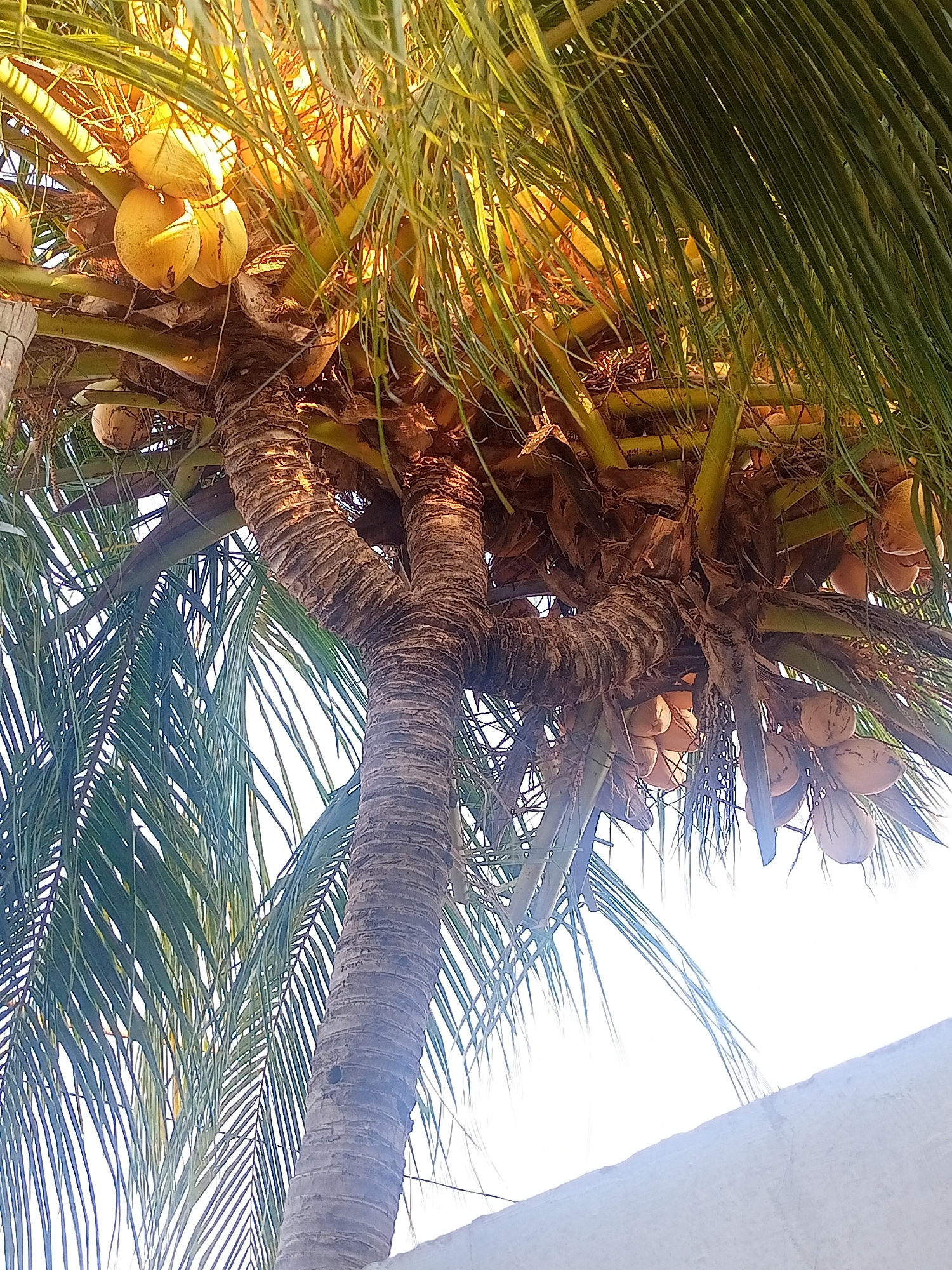 The image shows a close-up view of a coconut tree with a cluster of coconuts. The coconuts are light yellow in color and appear to be mature. The tree trunk is thick and textured, with characteristic ridges. Green fronds of the coconut tree hang down, partially obscuring the view of the coconuts and the trunk. The background is a bright, washed-out sky, suggesting it is daytime. The image is taken from a low angle, looking up at the tree. There is a blurred, light-colored structure, possibly a wall or roof, in the lower right corner of the frame. The overall lighting is bright, with some parts of the tree and coconuts illuminated by sunlight filtering through the fronds. This scene is consistent with the tropical climate of Situbondo, Indonesia, where coconut trees are commonly found.