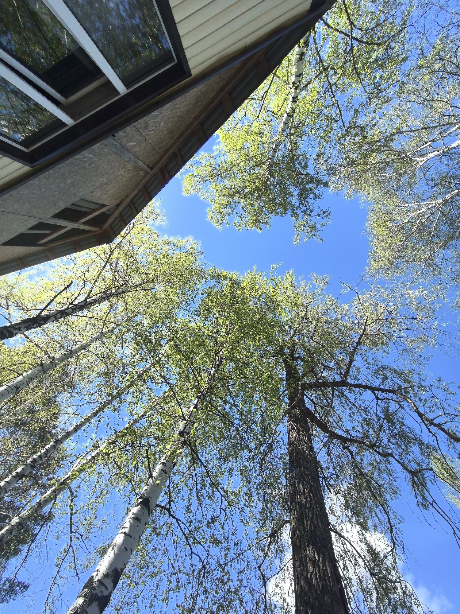 The image is taken from a low angle, looking up at a building with a window, tall trees, and a blue sky. The building is situated on the top left corner of the frame. The trees are arranged around the building, partially obscuring it. Their branches extend towards the center of the image, creating a natural frame around the blue sky. The trees appear to be in full bloom with light green leaves. The location is Noviy, Russia.