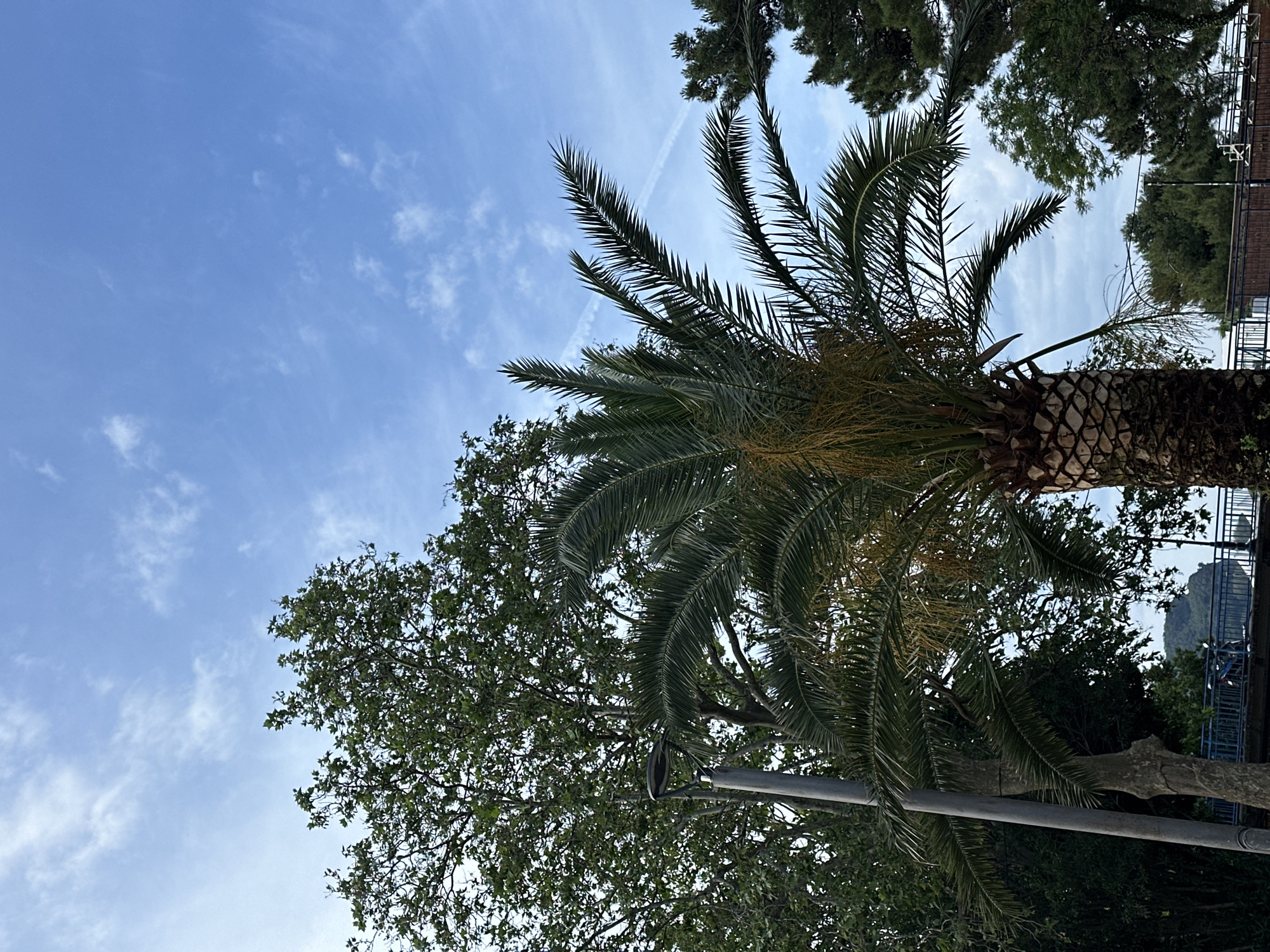 The image shows a palm tree and leafy trees against a blue sky with light clouds. A light post is visible among the trees. It is likely taken in Budva, Montenegro, given the presence of palm trees which are common in coastal Mediterranean areas. There are buildings and a railing visible in the background, suggesting an urban environment.