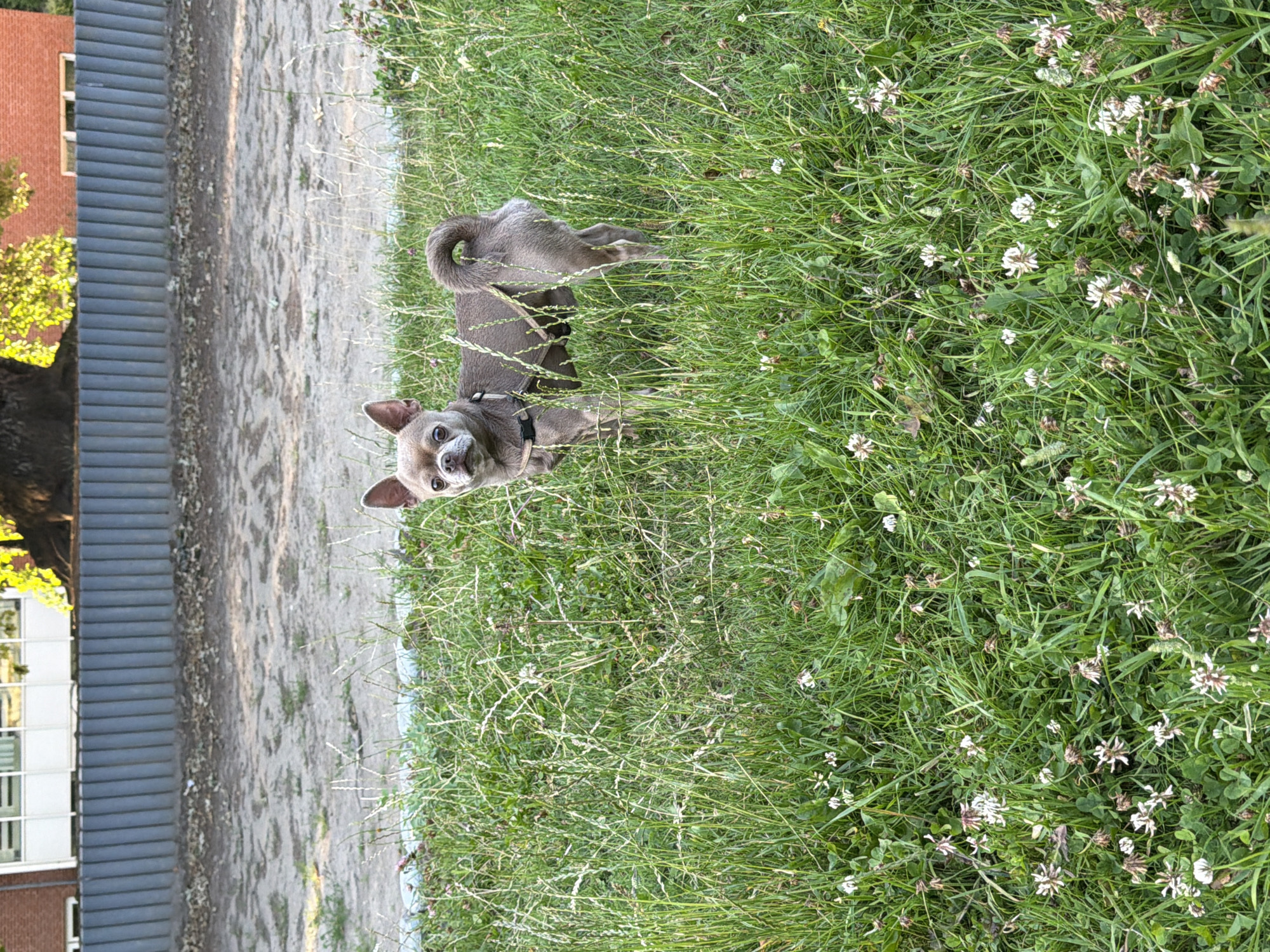 A medium-shot, eye-level photograph captures a single fawn-colored Chihuahua standing in a patch of tall green grass interspersed with small white flowers. The dog is facing the camera, with its head slightly tilted. It is wearing a dark harness. Behind the dog, a gravelly area is visible, separated by a gray, ribbed metal fence. Beyond the fence, a building with light-colored walls and dark-trimmed windows is partially obscured by the branches of a large tree, whose leaves are illuminated by sunlight. The lower portion of the image is dominated by the grass and flowers, with the dog positioned slightly above the center. The scene appears to be outdoors, likely in a park or open area within the city of Græsted, Denmark, given the architectural style of the building and the presence of a fence typically found in such locations.