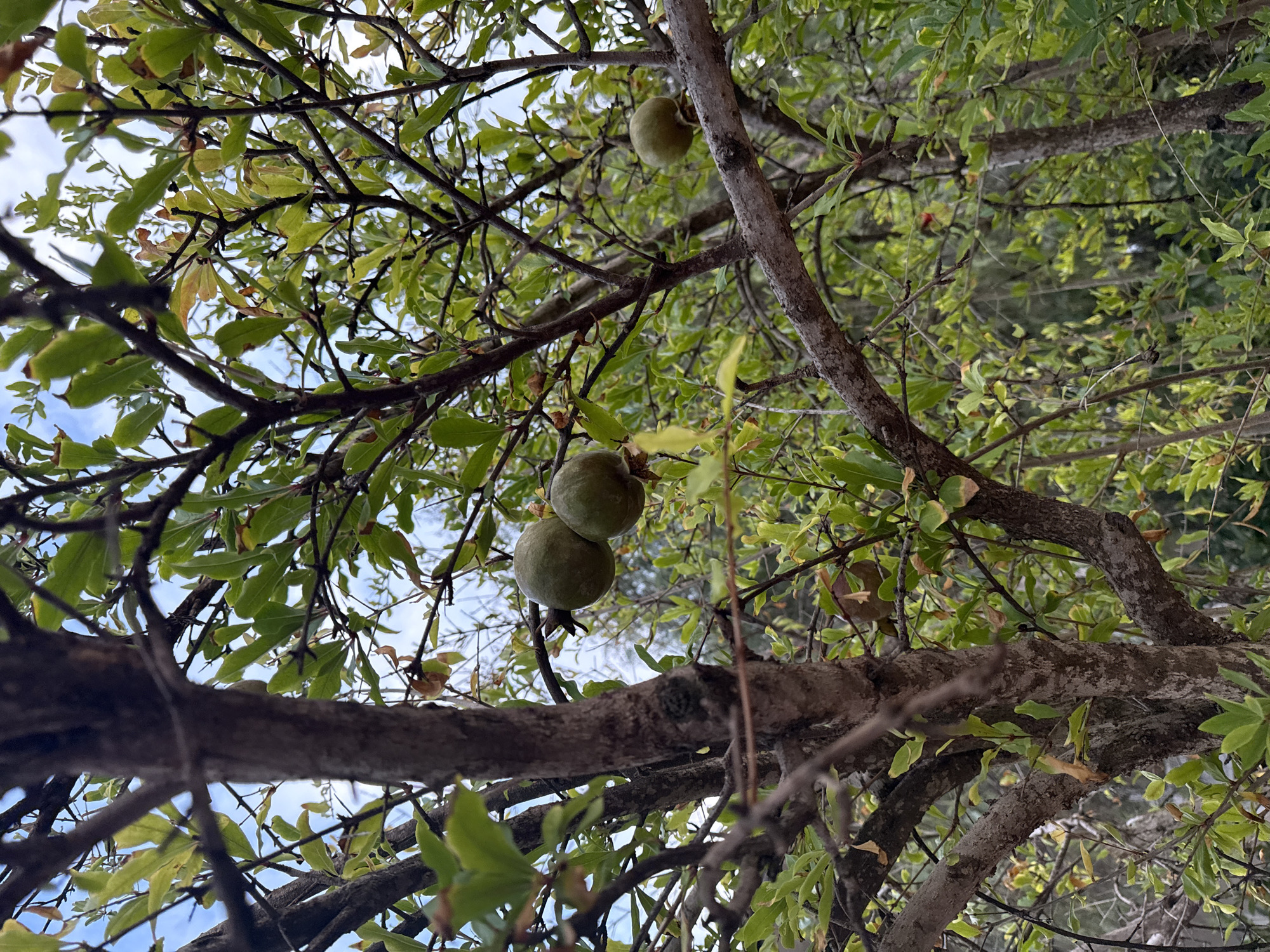 An upward shot captures a tree with green fruit hanging from its branches against a blue sky. The tree's trunk is thick and rough, with several branches extending outwards, some bare and others covered in leaves. The fruit, which appears to be pomegranates, are round and green, with a slightly textured surface. The leaves are small and oval-shaped, with a vibrant green color. The background is filled with more trees and foliage, creating a natural and lush environment. The image is taken in the city of Aksu, Turkey.