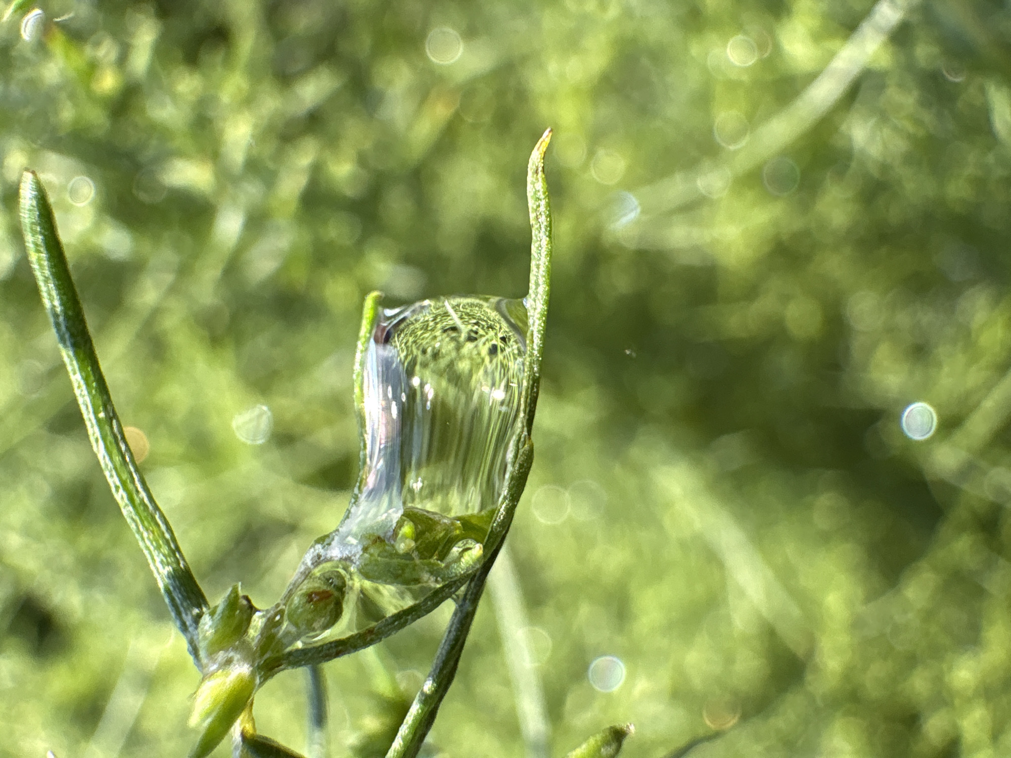 A close-up, vertical, outdoor photograph showcases a dewdrop clinging to a thin, green plant stem. The dewdrop, which appears to have distorted the stem's appearance within it, is clear and reflects light, revealing tiny bubbles. The background is a blur of vibrant green foliage, suggesting a natural environment. The image lacks any human presence or urban elements, therefore a specific location within Kungur, Russia cannot be determined from the visual information provided.