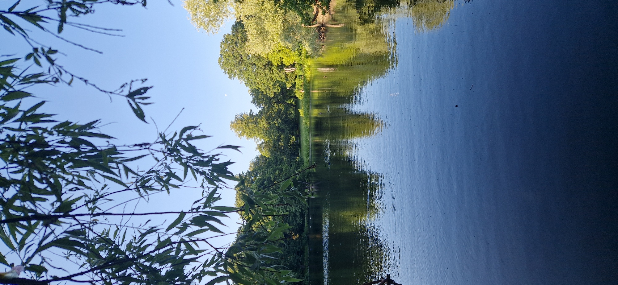 A vertical, eye-level shot captures a serene lake scene in Gothenburg, Sweden, likely within the Delsjö area due to the presence of mature trees and a calm body of water surrounded by lush greenery. In the foreground, the dark, still surface of the lake reflects the clear blue sky and the verdant trees lining the opposite bank. The water is disturbed only by subtle ripples. Overhead, the branches of a weeping willow, laden with long, slender green leaves, hang into the frame from the top left, adding a sense of depth and framing the wider vista. The middle ground reveals the far bank of the lake, densely populated with a variety of deciduous trees, their leaves a mix of deep green and lighter, sunlit shades. The sunlight casts soft shadows and highlights, indicating it is likely late afternoon or early evening. A small, tree-covered islet is visible in the mid-lake. A few small birds, possibly ducks, are scattered on the water. The sky is a uniform, cloudless light blue, adding to the peaceful atmosphere of the landscape.