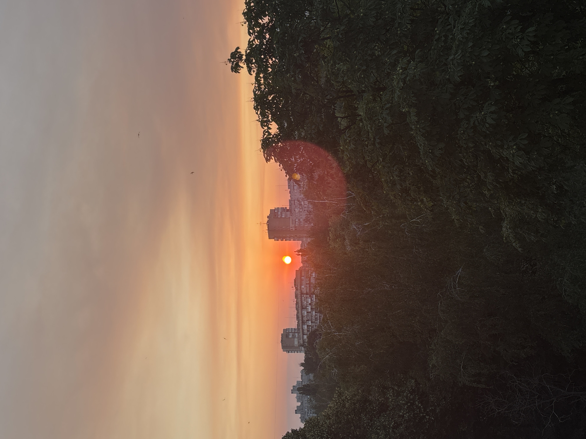 The image depicts a sunset over a city skyline, with a prominent sun casting a warm orange glow across the sky. The sky is a gradient of soft colors, transitioning from a pale grey at the top to vibrant oranges and yellows near the horizon. Several small birds are visible in flight against the sky.
In the foreground, a dense canopy of dark green trees dominates the right side of the frame, with branches and leaves creating a textured silhouette. Some of the leaves appear to have small, round fruits or seed pods. The trees partially obscure a view of the cityscape behind them.
The city itself consists of numerous apartment buildings of varying heights, appearing somewhat dated in their architecture. The buildings are lined up along the horizon, with the sun directly behind some of them. A distinct lens flare, appearing as a reddish-orange circular halo, is visible on the trees in the middle right of the image, indicating a bright light source.
The overall scene suggests an urban setting in Bila Tserkva, Ukraine, during the late afternoon or early evening. The warm light of the setting sun creates a peaceful and serene atmosphere, despite the dense urban environment. The presence of birds suggests an outdoor, possibly residential or park-like area overlooking the city. There is no visible text in the image.