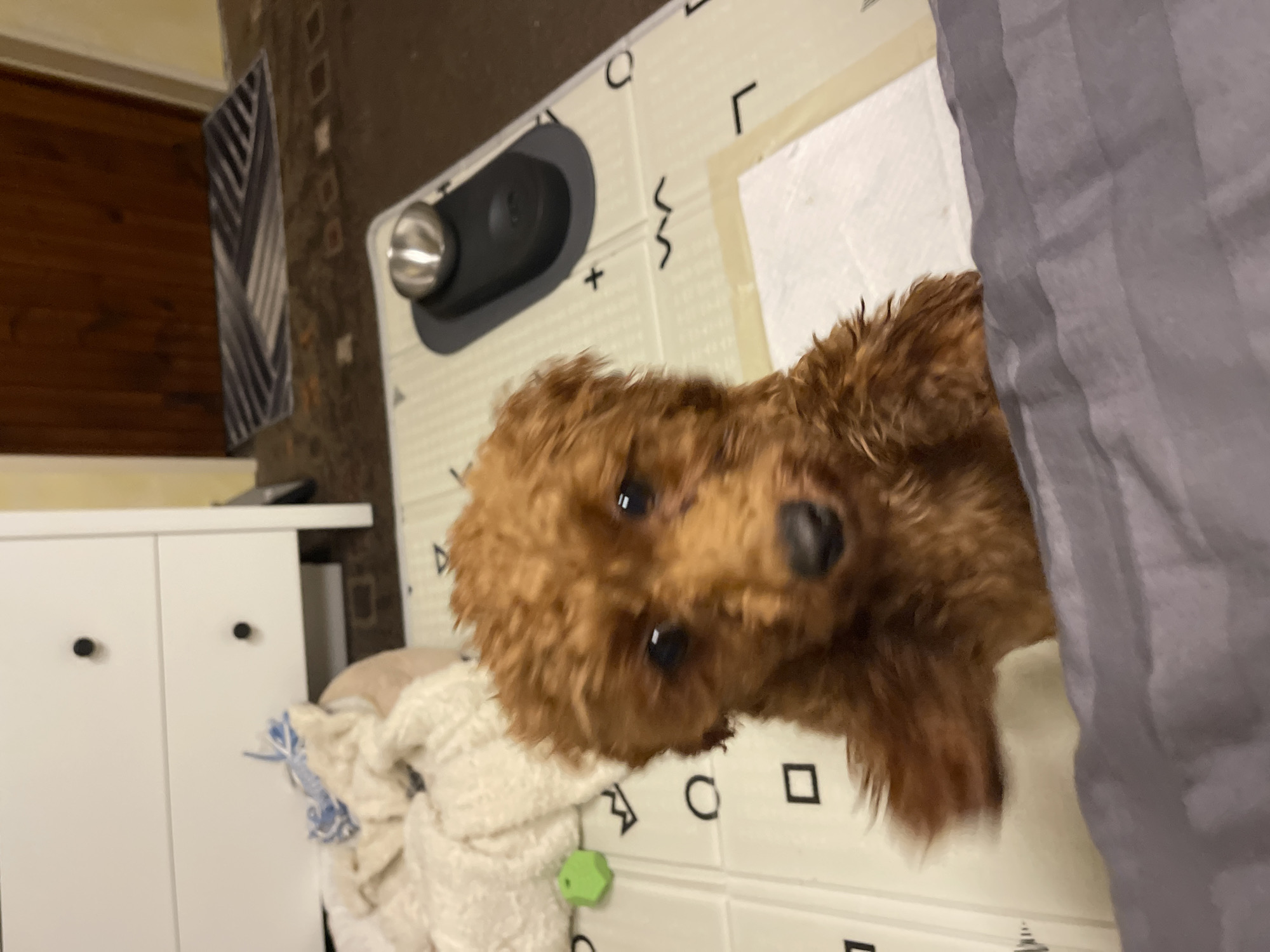 The image shows a close-up of a brown, curly-haired dog, possibly a poodle or a similar breed. The dog is positioned near the edge of a surface covered with a patterned mat, featuring geometric shapes and symbols in black and white. Part of a gray fabric or curtain is visible to the right of the dog. In the background, there is a white cabinet and a decorative wall hanging. The location and city of Sofia, Bulgaria are not ascertainable from the content of the image.