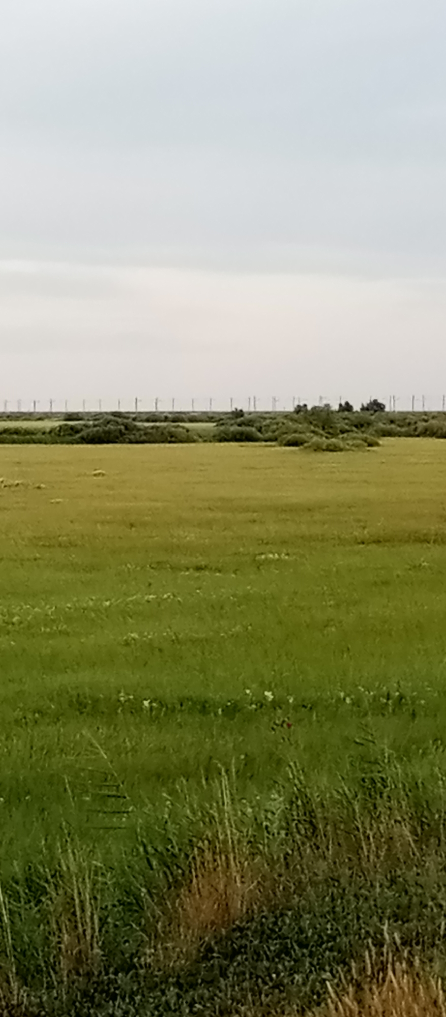 The image depicts a wide, grassy field under a cloudy sky. In the middle ground, there is a line of low-lying, green bushes and trees, with a fence or barrier visible beyond them, extending horizontally across the frame. The sky is overcast, suggesting a cool or temperate day. The foreground shows taller, wild grasses and some darker vegetation. The scene appears to be rural, possibly agricultural land or open pasture. There are no people or animals visible in the frame. The overall mood is tranquil and naturalistic. The time of day is likely daytime, given the ambient light, but the overcast conditions make it difficult to determine the precise hour. There is no visible text in the image.