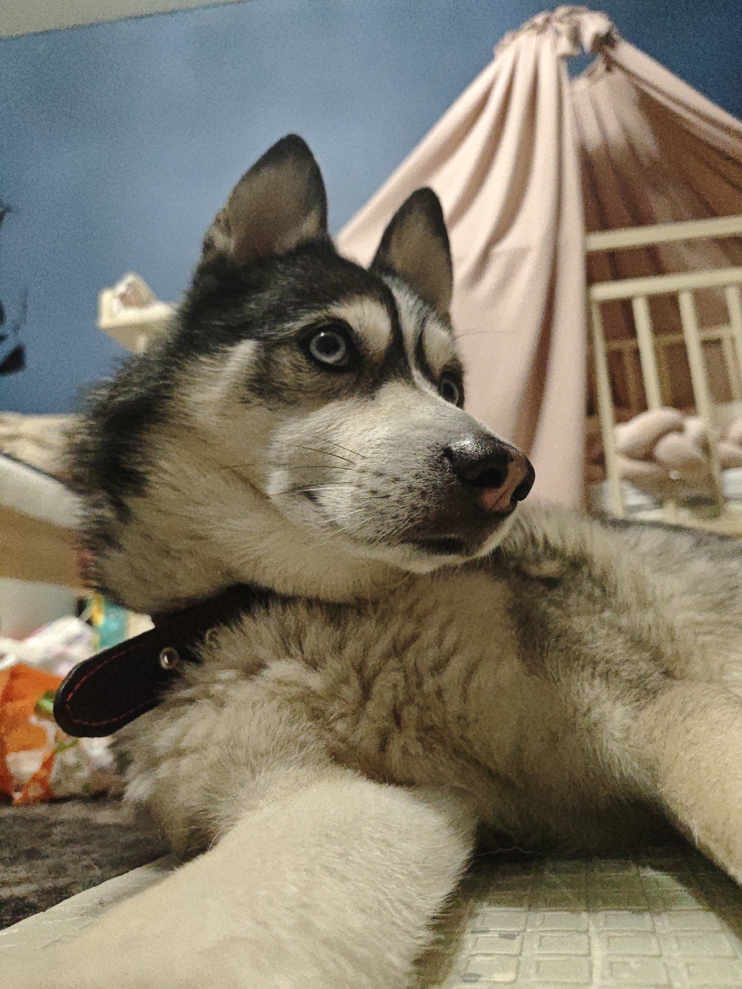 A close-up, low-angle, eye-level shot focuses on the face of a husky dog. The dog is lying down and looking to the right of the frame. Its fur is a mix of grey, black, and white, with distinctive markings around its eyes and ears. The dog has striking blue eyes. A dark brown collar is visible around its neck. The background is softly blurred, showing a pale pink draped canopy and the pale bars of what appears to be a crib or playpen. To the left, some blurred objects, including a bright orange bag, are visible. The floor appears to be a textured, light-colored surface. The lighting is dim, suggesting an indoor setting. There is no information provided about the location in Voronezh, Russia.