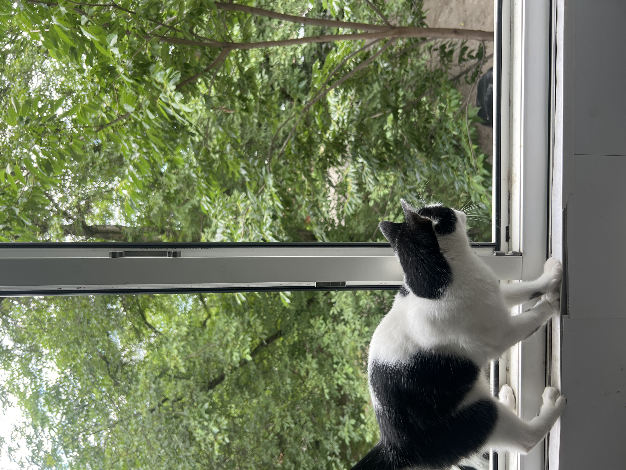 A black and white cat stands on a windowsill, looking out at a lush green tree canopy. The cat is facing away from the camera, with its tail extended. The window frame is white, and the view outside is dominated by the dense foliage of trees. The scene appears to be set in a residential area, possibly in Nalchik, Russia, given the prevalence of trees and the general appearance of the surroundings. The lighting suggests it is daytime, likely overcast or shaded. No other individuals or objects are visible in the immediate vicinity of the cat or on the windowsill.