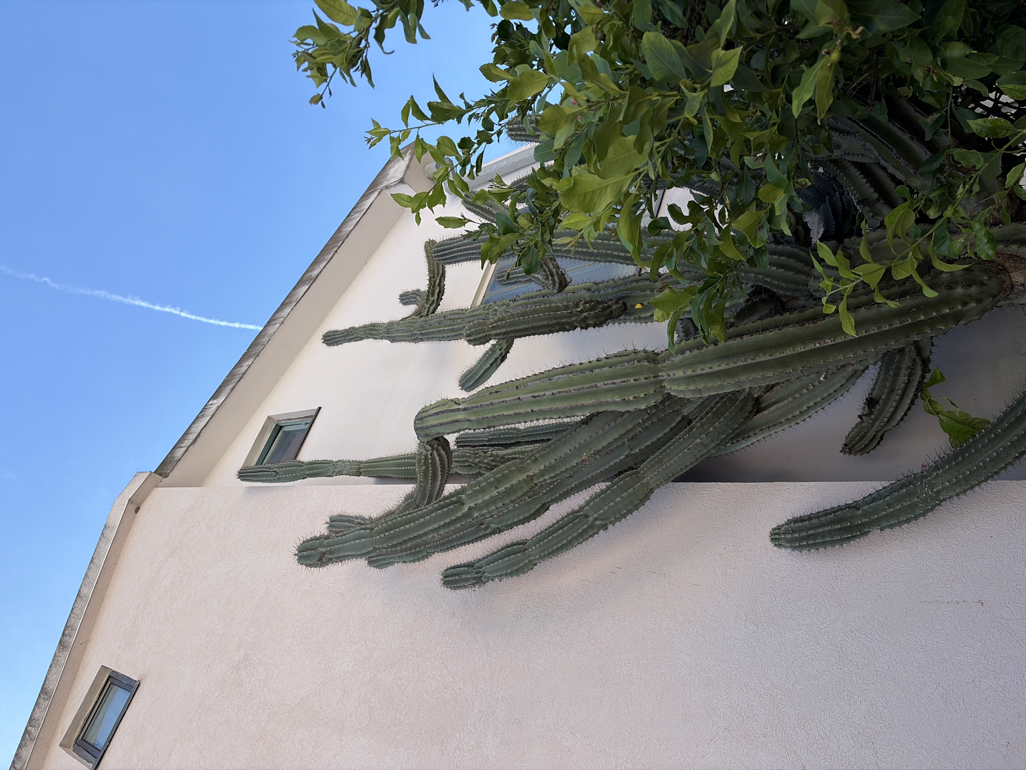 A low-angle shot captures a house with a pale stucco exterior in Budva, Montenegro. The house has a sharply angled roofline and two small square windows with dark frames. A large cactus, with numerous long, segmented arms covered in spines, grows from the top of the wall, partially obscuring the house. A leafy green tree or shrub is intertwined with the cactus. The sky is a clear, light blue with a faint contrail.