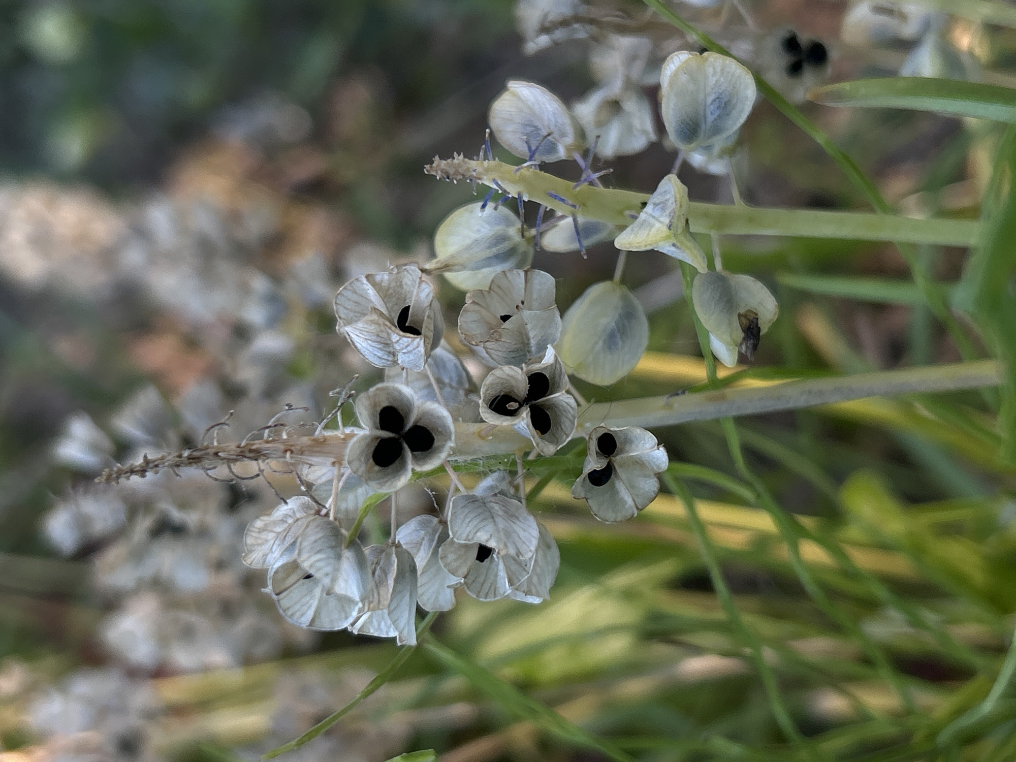 The media file is a close-up, shallow depth of field photograph of a dried plant with seed pods. The main subjects are the dried seed pods which are arranged in clusters along a central stem. Each seed pod is a light, papery white and has a distinct shape, with some appearing almost bell-shaped and others more flattened. Many of the pods have visible black seeds inside, often arranged in a symmetrical pattern within the pod.
The background is blurred, with soft greens and browns suggesting a natural outdoor setting, possibly a garden or wild area. The lighting appears to be natural daylight, casting soft shadows and highlighting the textures of the dried plant. There is no discernible activity taking place; the focus is on the static state of the dried plant.
Notable details include the intricate structure of the seed pods, the contrast between the white husks and the dark seeds, and the delicate appearance of the dried plant material. The overall mood is one of quiet observation of nature's details. The image is likely taken outdoors during the daytime. There is no visible text in the media file.