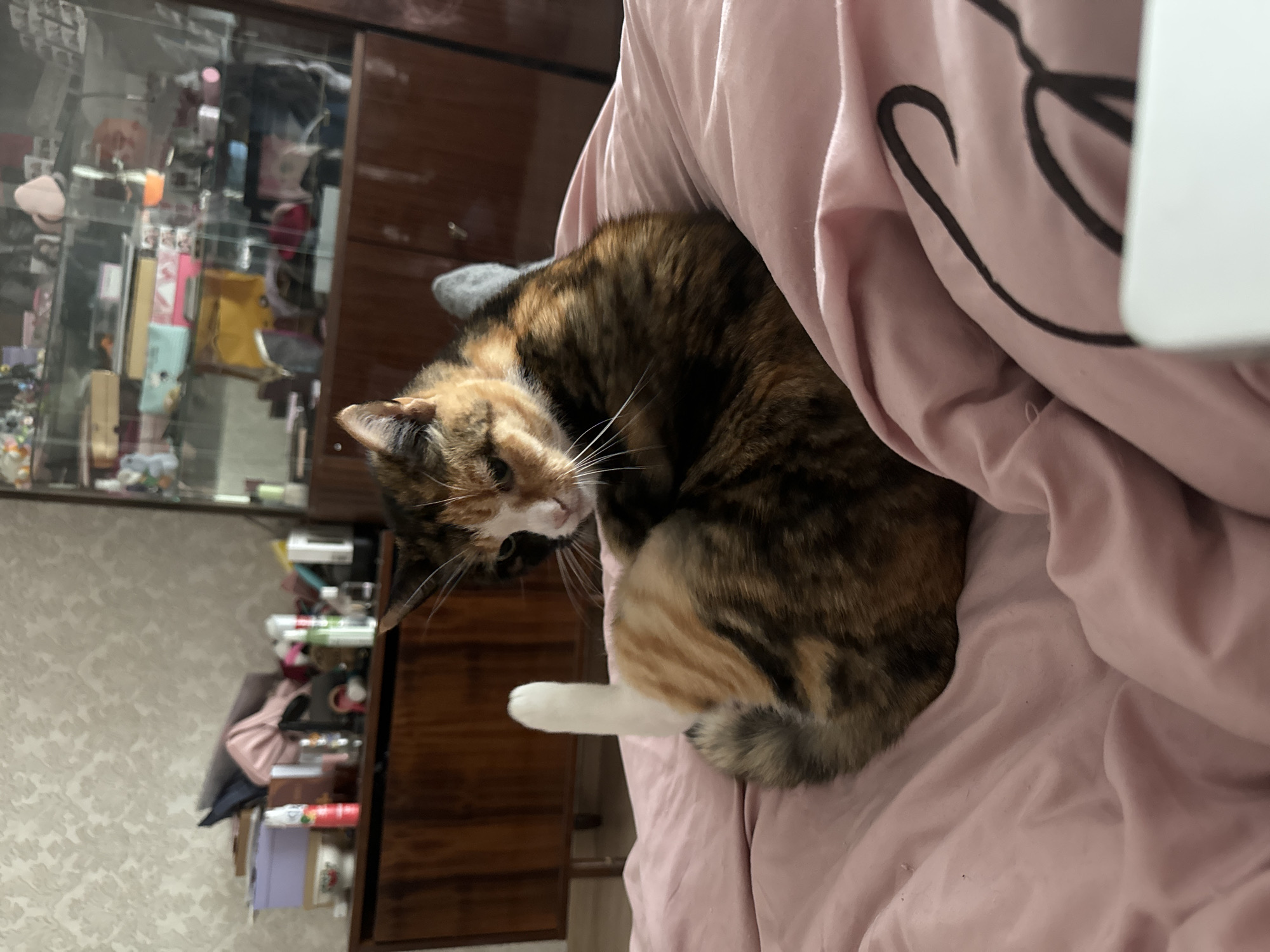 A calico cat is curled up on a pink blanket. The cat is facing left with its head turned back towards the viewer. One white paw extends from underneath the cat. Behind the cat is a brown wooden cabinet with glass doors displaying various items. The background consists of a wallpapered wall. The location is unknown.