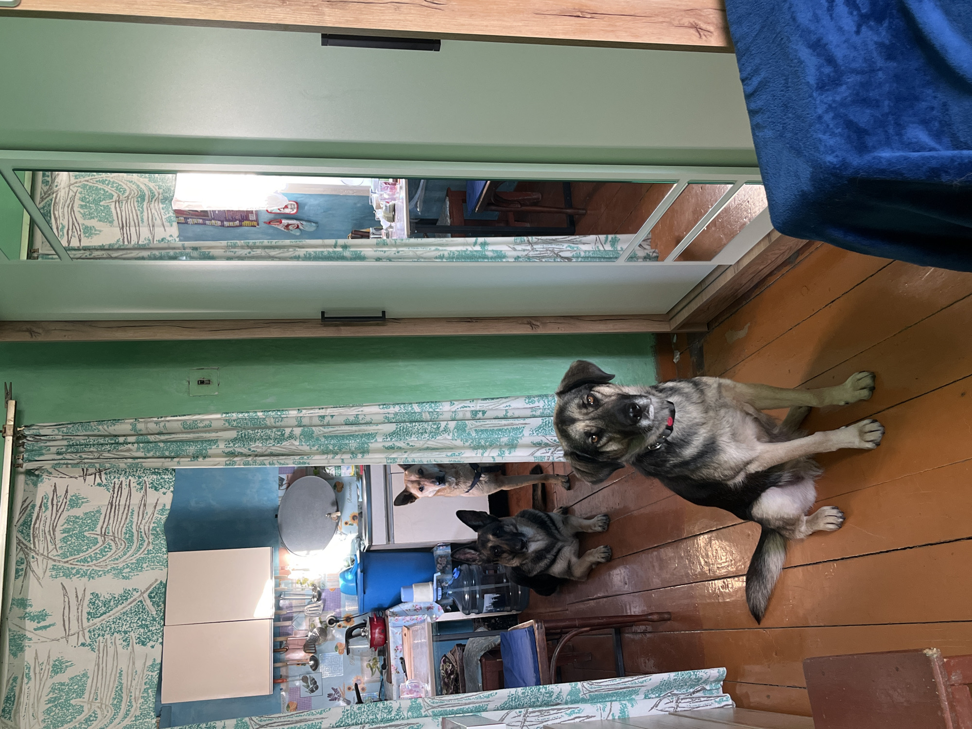 The image shows a view through a doorway into a room with wooden floors. Three dogs are visible: one large dog sits in the doorway, facing the camera; behind it are two dogs lying down in the room. The room appears to be a kitchen, with cabinets, a curtain, and various kitchen items visible. The location, Nizhny Tagil, Russia, is inferred from the context provided.