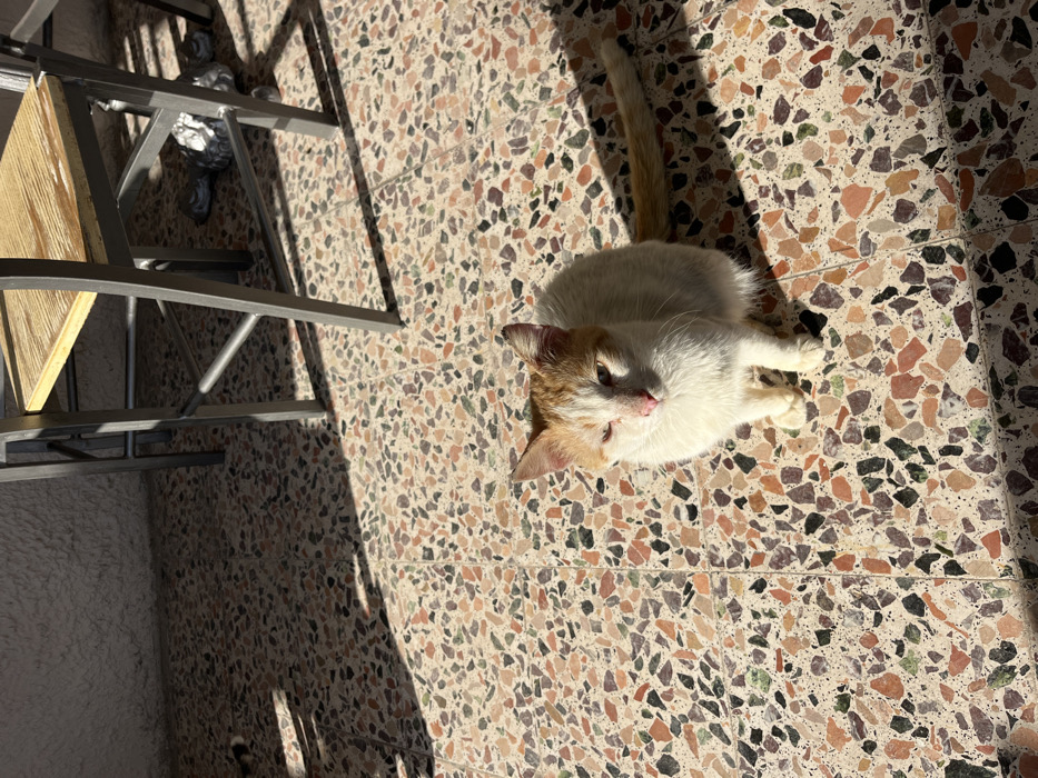 The image depicts a white and orange cat standing on a terrazzo floor in a patio area. The cat is facing the camera and looking directly at it, its eyes are slightly closed. The cat has a slightly discolored nose and its tail is partially visible behind its body. Two grey metal chairs with wooden seats, one in front of the other, are visible in the background. The patio floor is made of small, colored, flat stones. The patio appears to be a private residence patio or an outdoor dining area. The location is at Latitude: 40.626, Longitude: 24.576, in Limenaria, Greece.