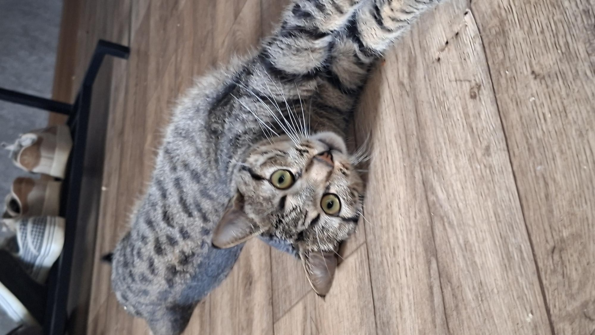 An adult tabby cat lies stretched out on a wooden floor in what appears to be a domestic setting. The cat's body is elongated, with its head turned towards the camera. It has green eyes and distinct tabby markings on its fur. The background shows a shoe rack with several pairs of shoes, suggesting a home environment. The lighting appears to be natural, casting soft shadows. The image does not contain any information about the city of Myadzyel, Belarus.