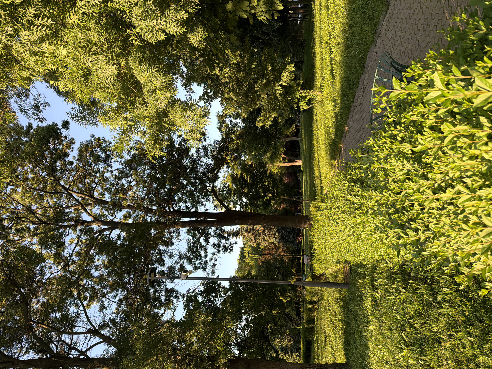 The image depicts a park in Sofia, Bulgaria. A tall tree with dense foliage dominates the left side of the frame, partially obscuring the sky. To the right is a grassy lawn alongside a paved walkway. A bench is visible near the walkway. A thick green hedge borders the right side of the scene. A light pole stands within the park. The overall lighting suggests it is daytime.