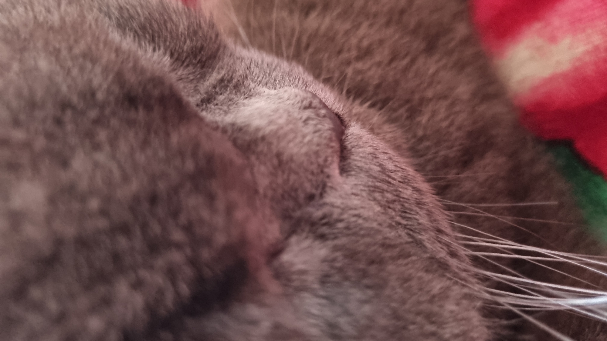 The image is a close-up, low-angle, horizontal shot of a gray cat's mouth and whiskers. The cat appears to be sleeping or resting, with its mouth closed and its whiskers fanned out. The background is a blurred red and green patterned fabric. The lighting is soft and warm. The image does not contain any information about the city of Vysokoe, Russia.