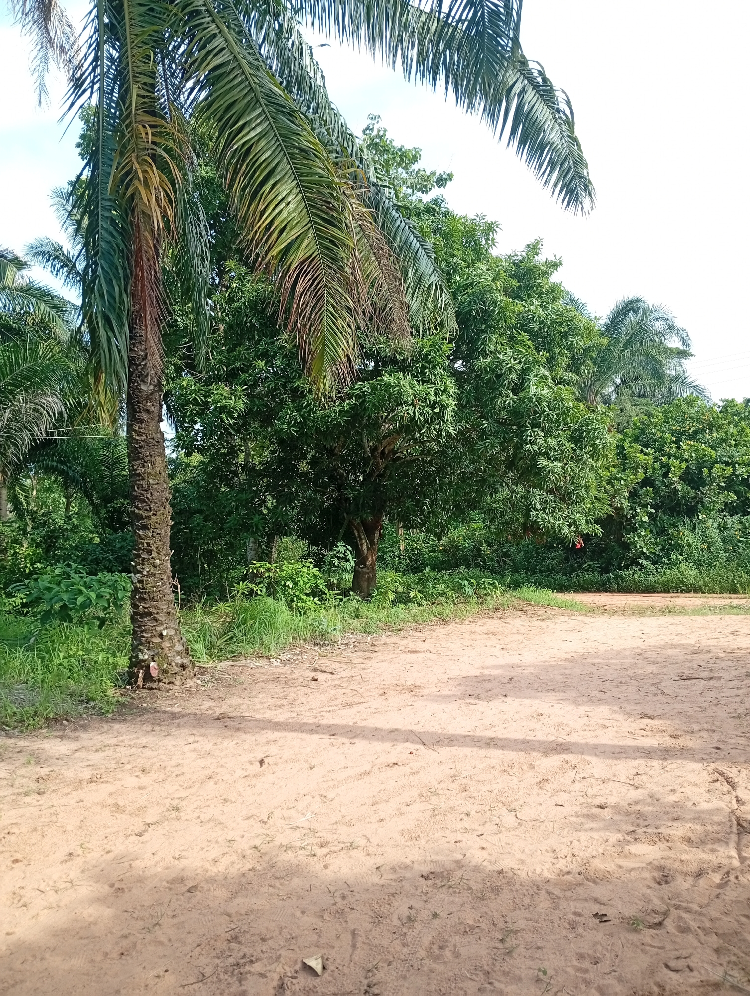 The image depicts a scene in Adda, Nigeria, characterized by lush greenery and a dirt path. The foreground is dominated by a sandy, reddish-brown path, showing tire tracks and scattered leaves, indicating it's likely a road or an area with vehicle access. Shadows from overhead foliage are cast across the path, suggesting it's daytime.
To the left, a prominent palm tree stands with a rough, textured trunk and long, drooping fronds, some of which appear dry and brown. Behind it, more palm trees and dense green vegetation create a tropical backdrop. In the mid-ground, a large, leafy tree, possibly a mango tree, with vibrant green leaves, stands out. Further back, a variety of trees and bushes form a thick wall of foliage, with hints of taller palm trees rising above. The overall setting is natural and somewhat overgrown, typical of a rural or semi-rural environment in a tropical region.
There are no people or specific objects of interest clearly visible, apart from the natural elements. The scene appears peaceful and serene, with the bright daylight and abundant vegetation conveying a sense of a warm, possibly humid, climate. No text is visible in the image. The overall impression is one of a natural landscape in Nigeria, possibly an area frequented by vehicles due to the path's condition.
