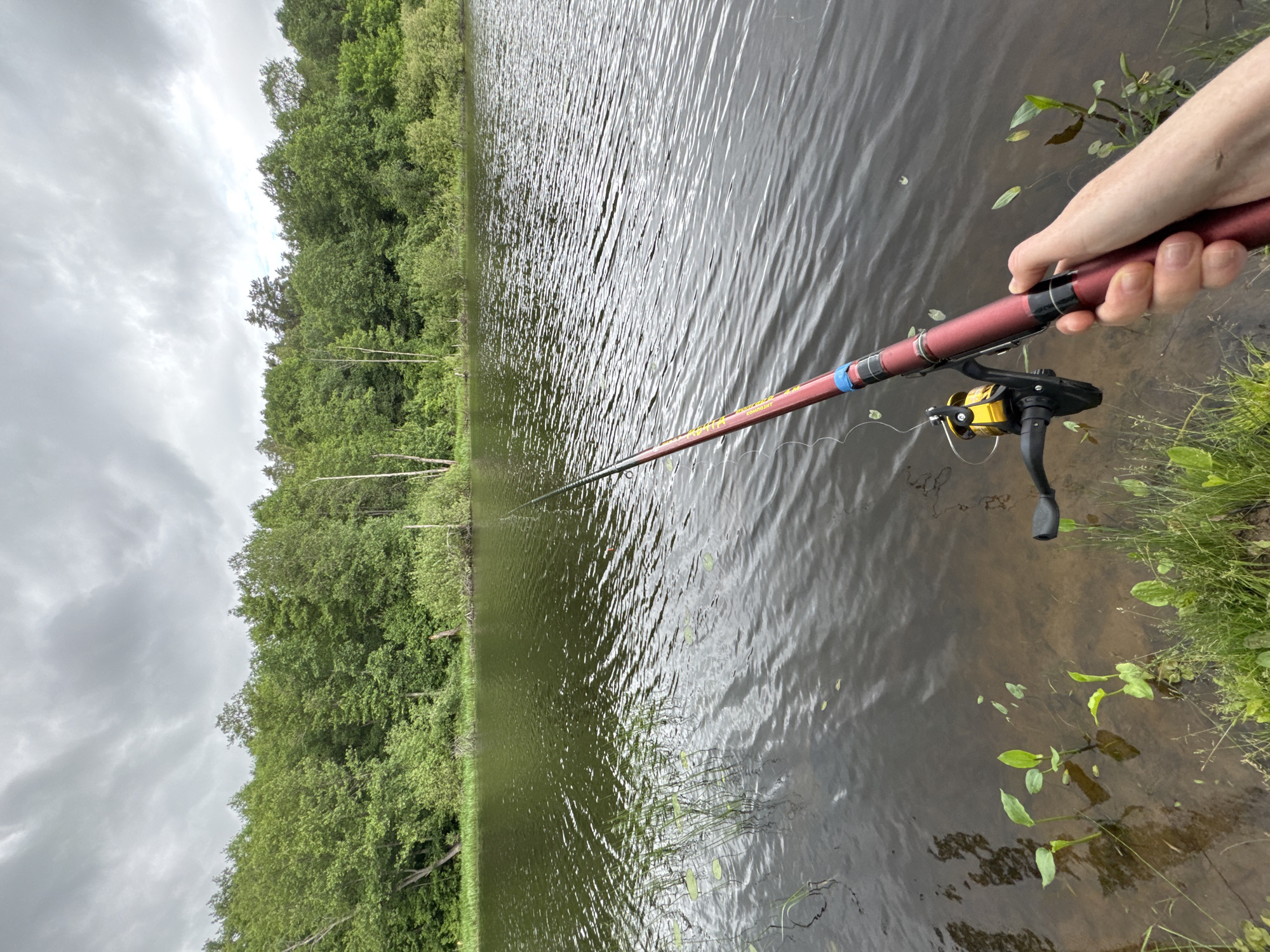 The image depicts a first-person perspective of a fishing activity at the edge of a body of water in Noviy, Russia. A light-skinned hand, presumably belonging to an adult, holds a dark red fishing rod equipped with a black reel featuring a yellow spool. The rod extends diagonally into the water, and an orange fishing bobber is visible on the surface to the right of the rod's tip. The immediate foreground shows the water's edge with sparse green grass and small, light-green aquatic plants growing in shallow, clear, brownish water. The main body of water is dark green-brown with numerous ripples on its surface, suggesting slight wind. Scattered aquatic vegetation, including taller reeds and lily pad-like leaves, is present in the near water. The background features a dense, verdant forest line on the opposite bank, composed of various deciduous and coniferous trees. The sky above is heavily overcast with grey clouds, indicating a cloudy day. No other individuals or specific man-made structures are visible.