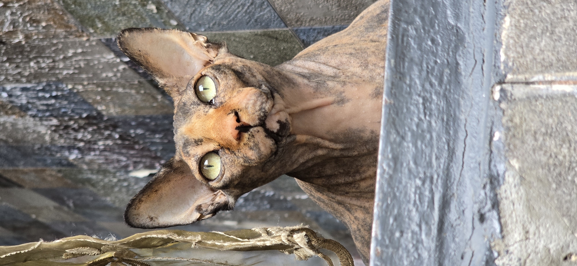The media file is a close-up, portrait-style photograph of a hairless cat, likely a Sphynx breed, with striking green eyes and a mottled brown and tan coat. The cat is positioned at an angle, with its head tilted, looking directly at the camera. Its large ears are prominent, and its facial features, including its nose and the slight wrinkles around its eyes and muzzle, are clearly visible.
The background is out of focus, suggesting a shallow depth of field. It appears to be an indoor setting with a textured surface, possibly tiled or stone, in shades of gray and brown. To the right of the cat, a dark, textured vertical element, perhaps a piece of furniture or a wall, partially obstructs the view. In the lower left portion of the image, there is a glimpse of a decorative or natural object with a woven or fibrous texture, which could be part of a plant or a decorative item.
The lighting suggests it is daytime, possibly indoors with natural light. The cat's direct gaze and alert posture convey a sense of curiosity or attentiveness. The overall impression is that of a posed, yet candid, shot capturing the unique appearance of the cat. There is no visible text in the image. The location context provided is Baku, Azerbaijan, though there are no specific visual cues within the image itself to confirm this.