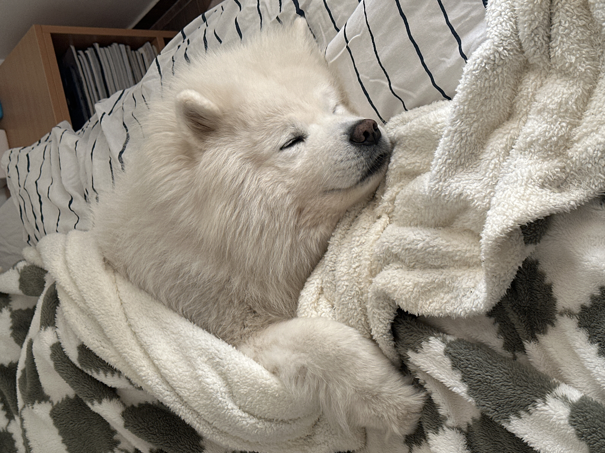 A fluffy white Samoyed dog is sleeping peacefully in a bed covered with various blankets. The dog is curled up with its eyes closed, resting its head on a cream-colored, textured blanket. Another blanket with a gray and white cow print pattern is draped over the dog's body. The bed has a striped pillow visible behind the dog's head. A light-colored wooden shelf with books is slightly visible in the background. The location is not discernible from the image; there is no indication it is in Šušanj, Montenegro.