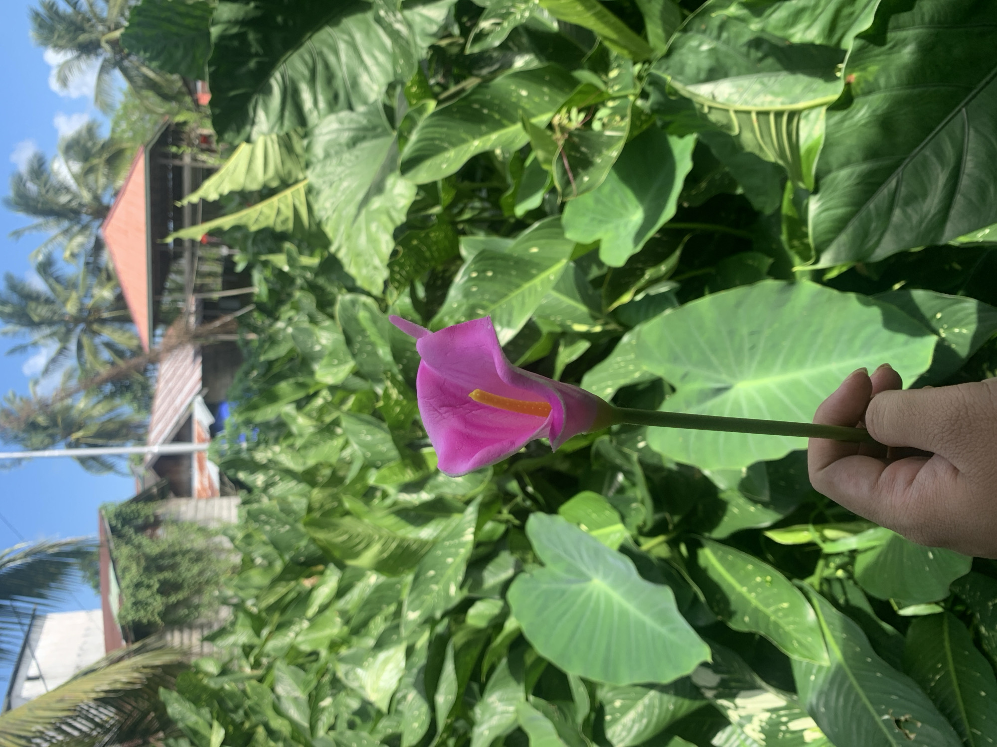 In Kuala Pembuang, Indonesia, a close-up shot captures a hand holding a single, vibrant pink calla lily with a yellow spadix. The flower stands tall against a backdrop of lush, green tropical foliage, primarily large, elephant-ear-shaped leaves. In the blurred background, structures with red roofs and palm trees are visible, suggesting a residential or semi-rural setting. The lighting indicates it is daytime, with a clear sky.